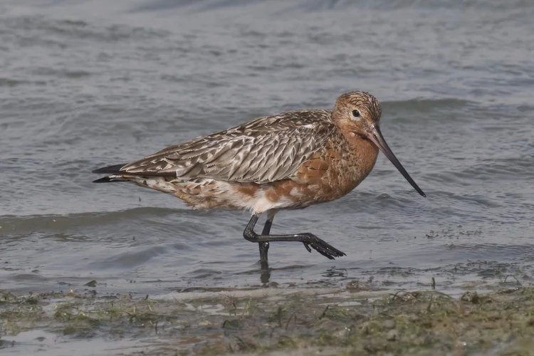 Bar-tailed Godwit photographed at Al Rams, Ras Al Khaimah