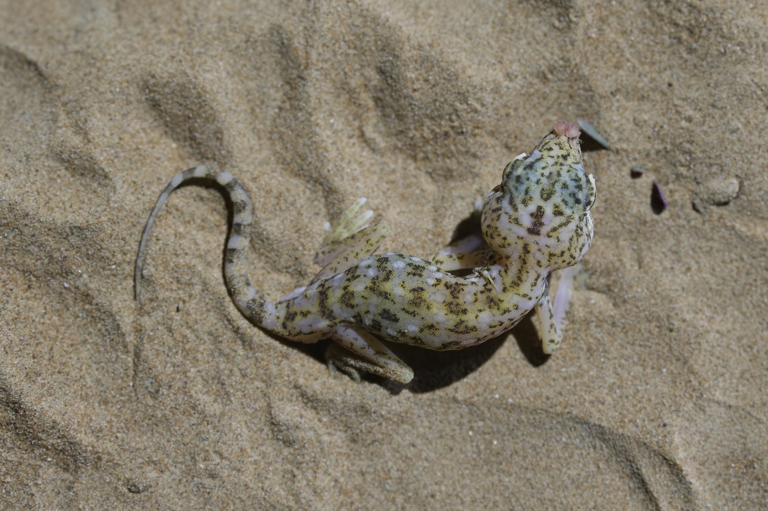 Eastern Sand Gecko ( Stenodactylus leptocosymbotes  ) Gecko,UAE 