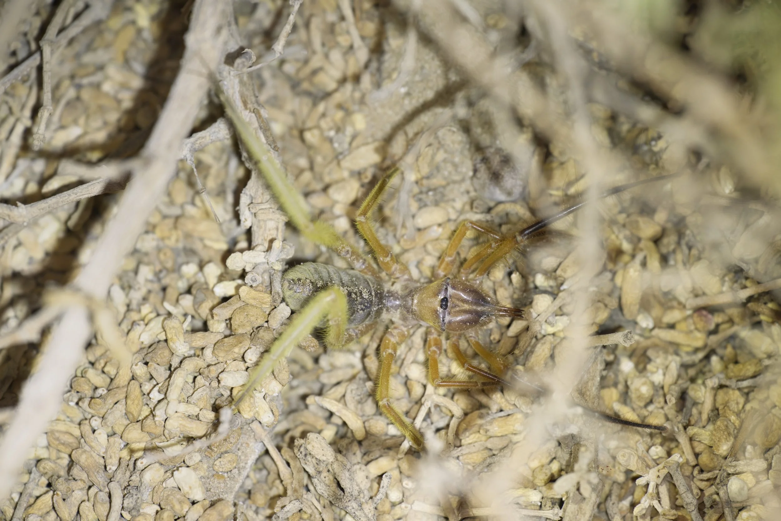 Camel Spider (Galeodes arabs)