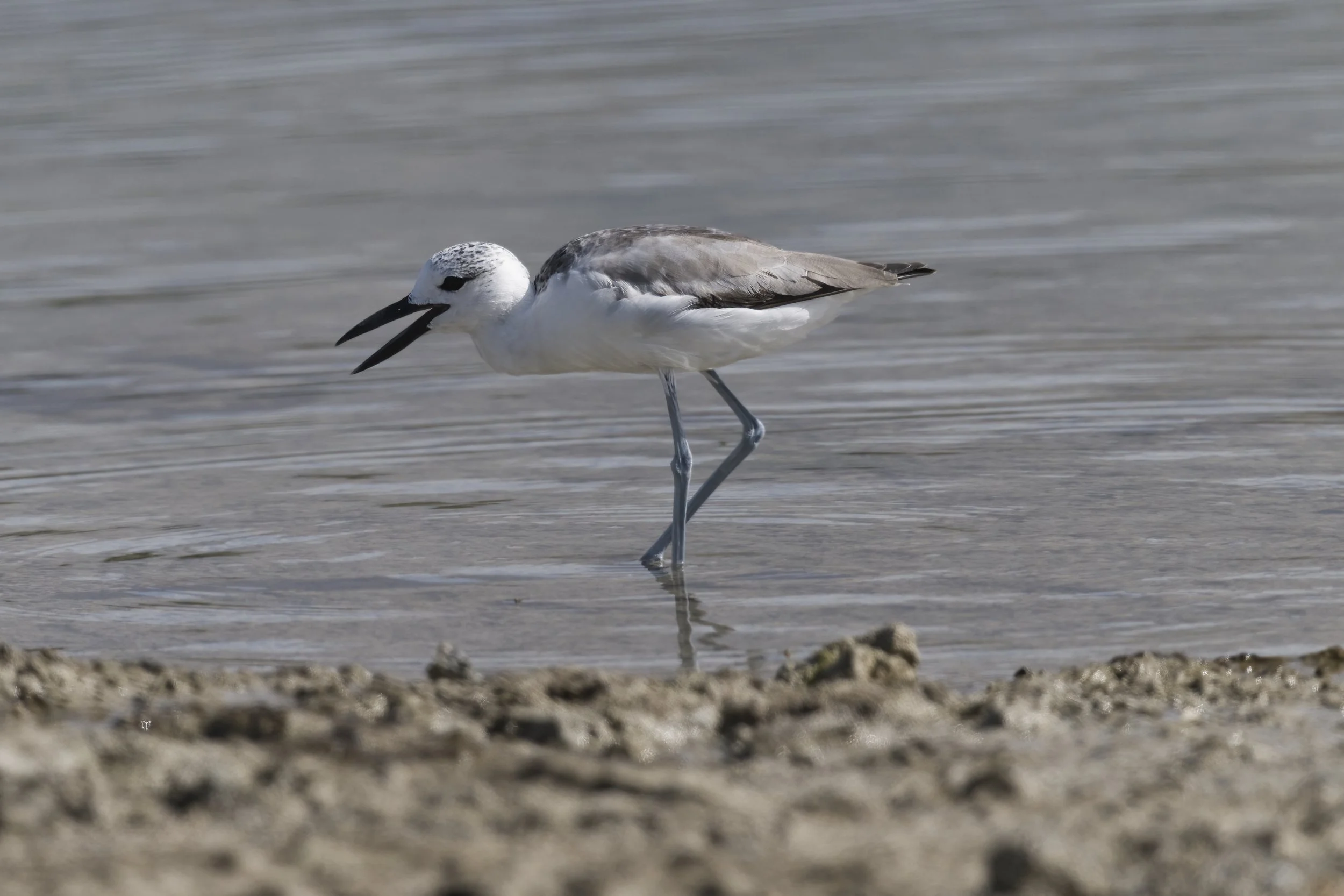 Birds watching Trips UAE