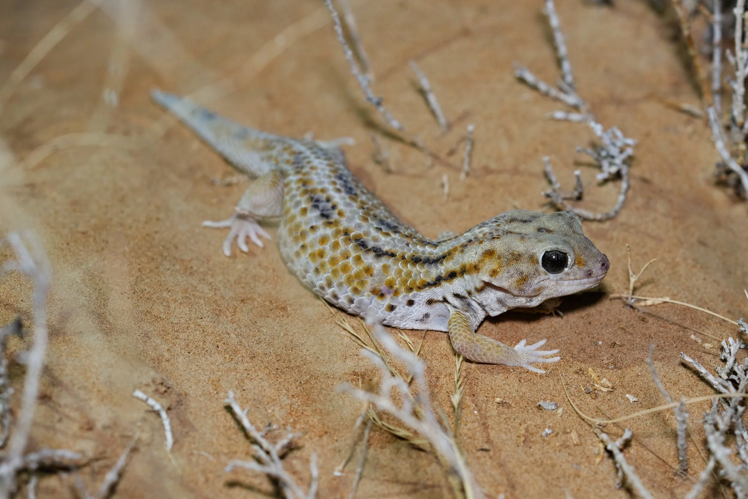 A desert scene with a small lizard on the sandy ground surrounded by dry twigs.