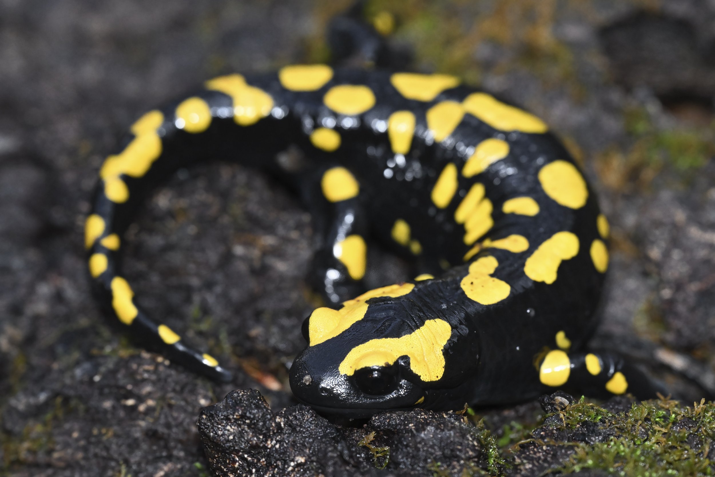 Near Eastern Fire Salamander Mokhtara