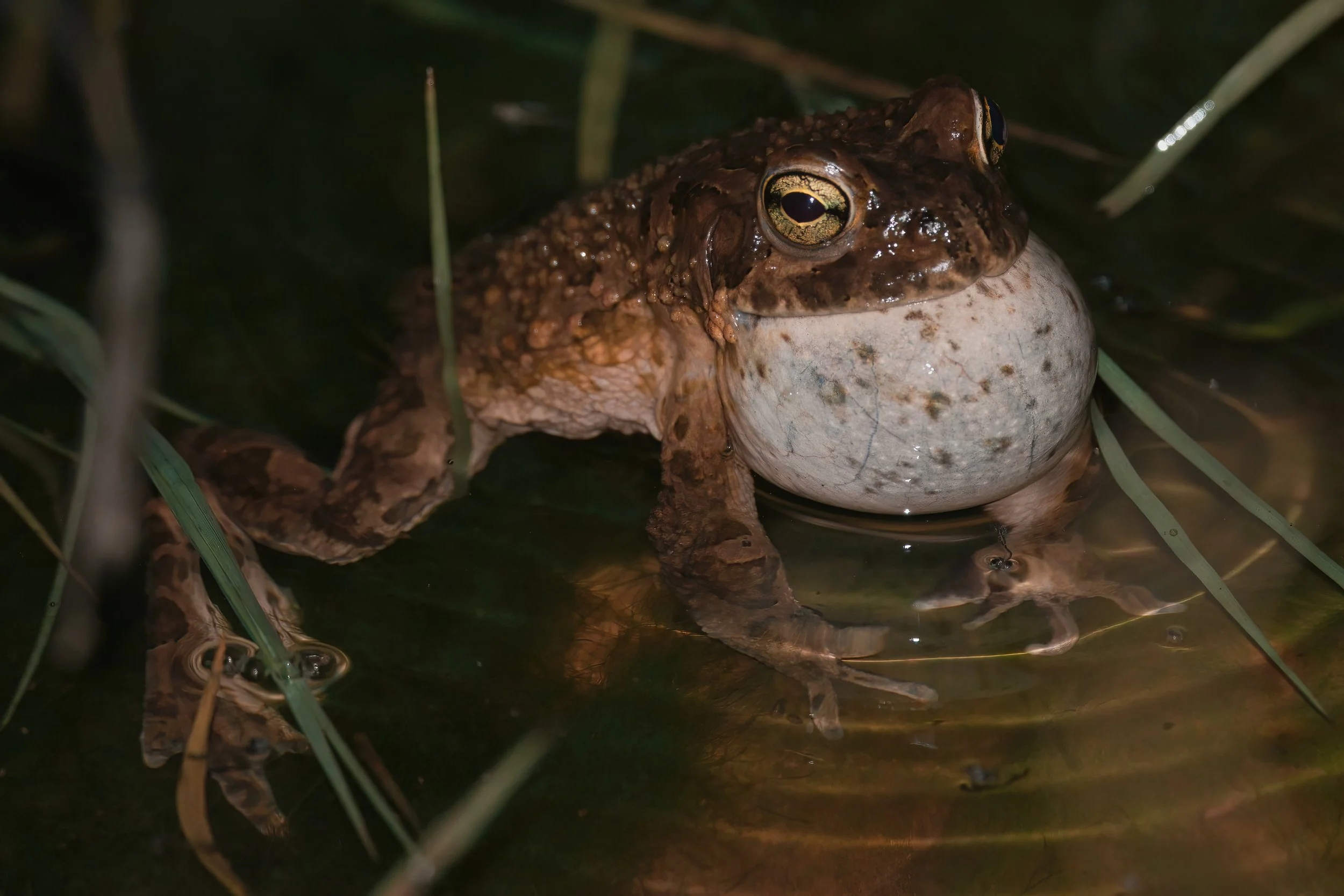 Variable Toad (Bufotes sitibundus)