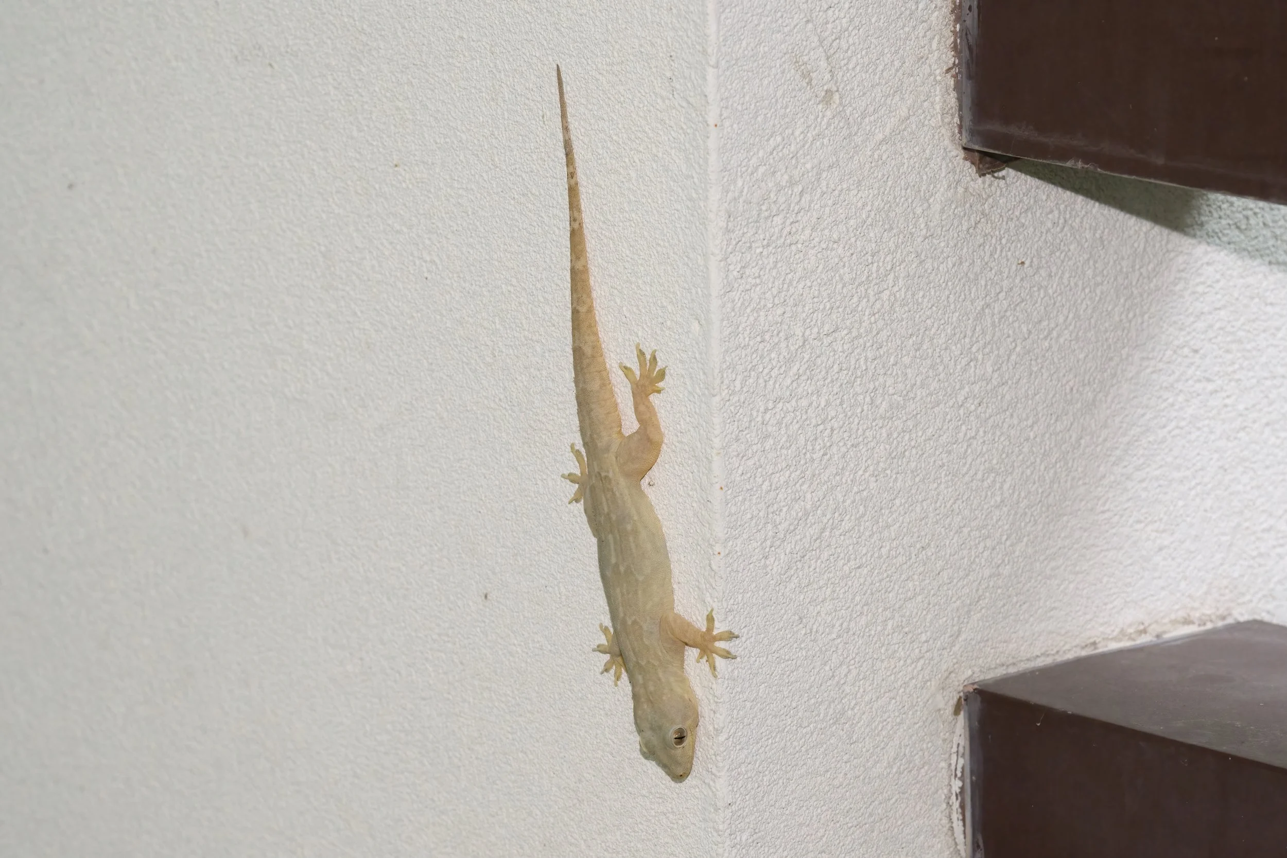 Yellow-bellied House Gecko | وزغة المنازل صفراء البطن | Hemidactylus flaviviridis