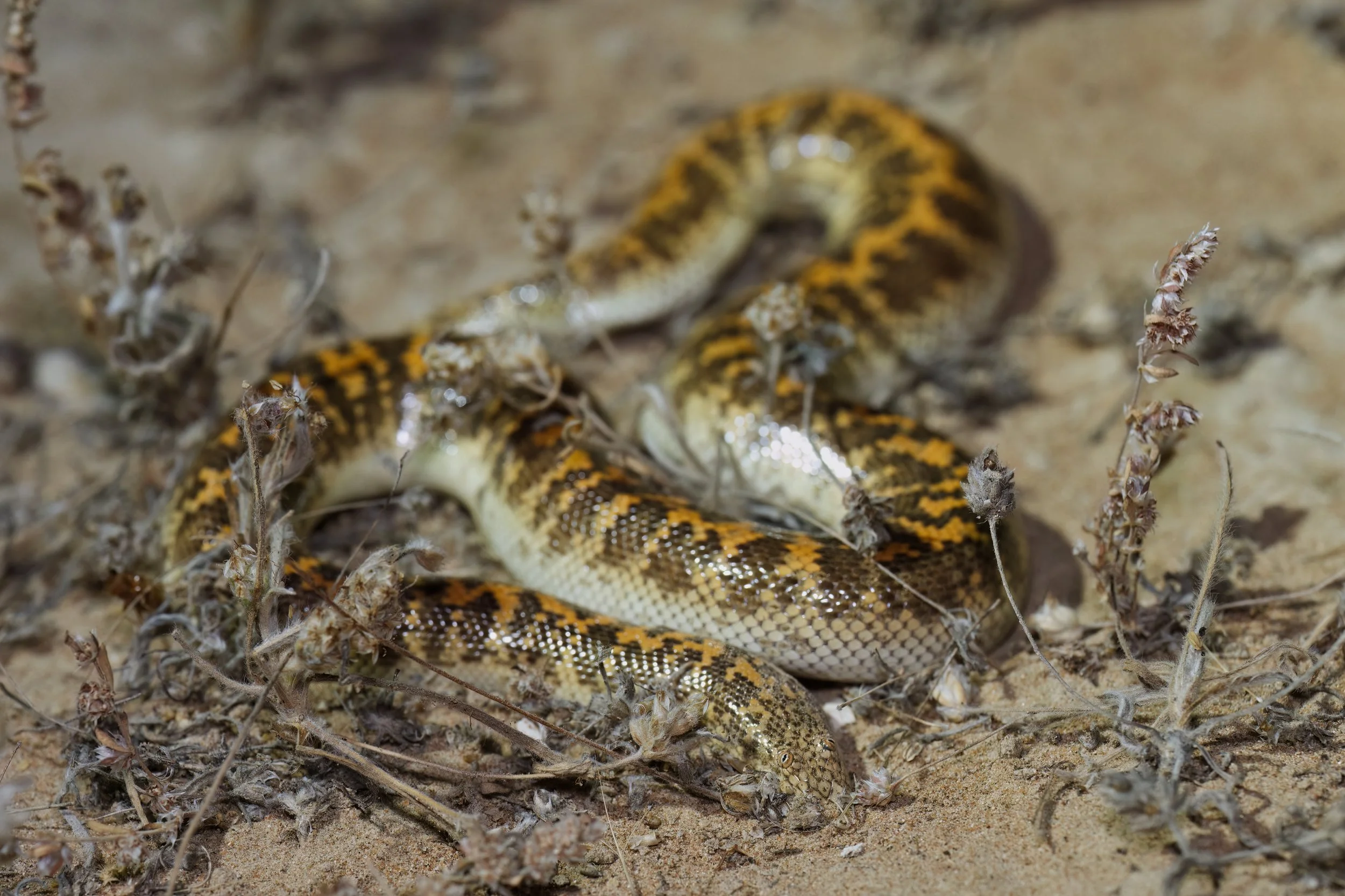 Arabian Sand Boa_Z090698.jpeg