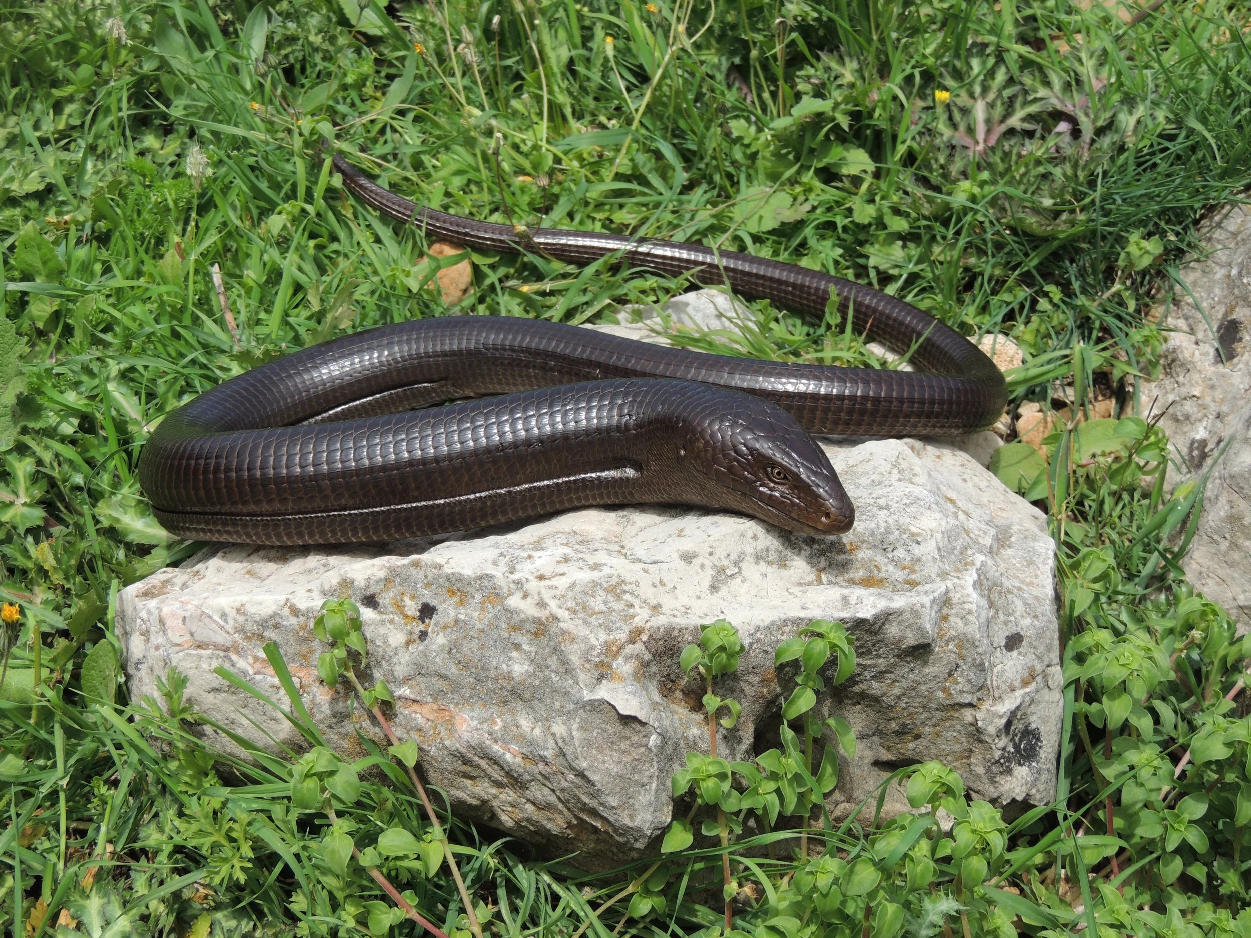 Photo Credit: Rami Khashab