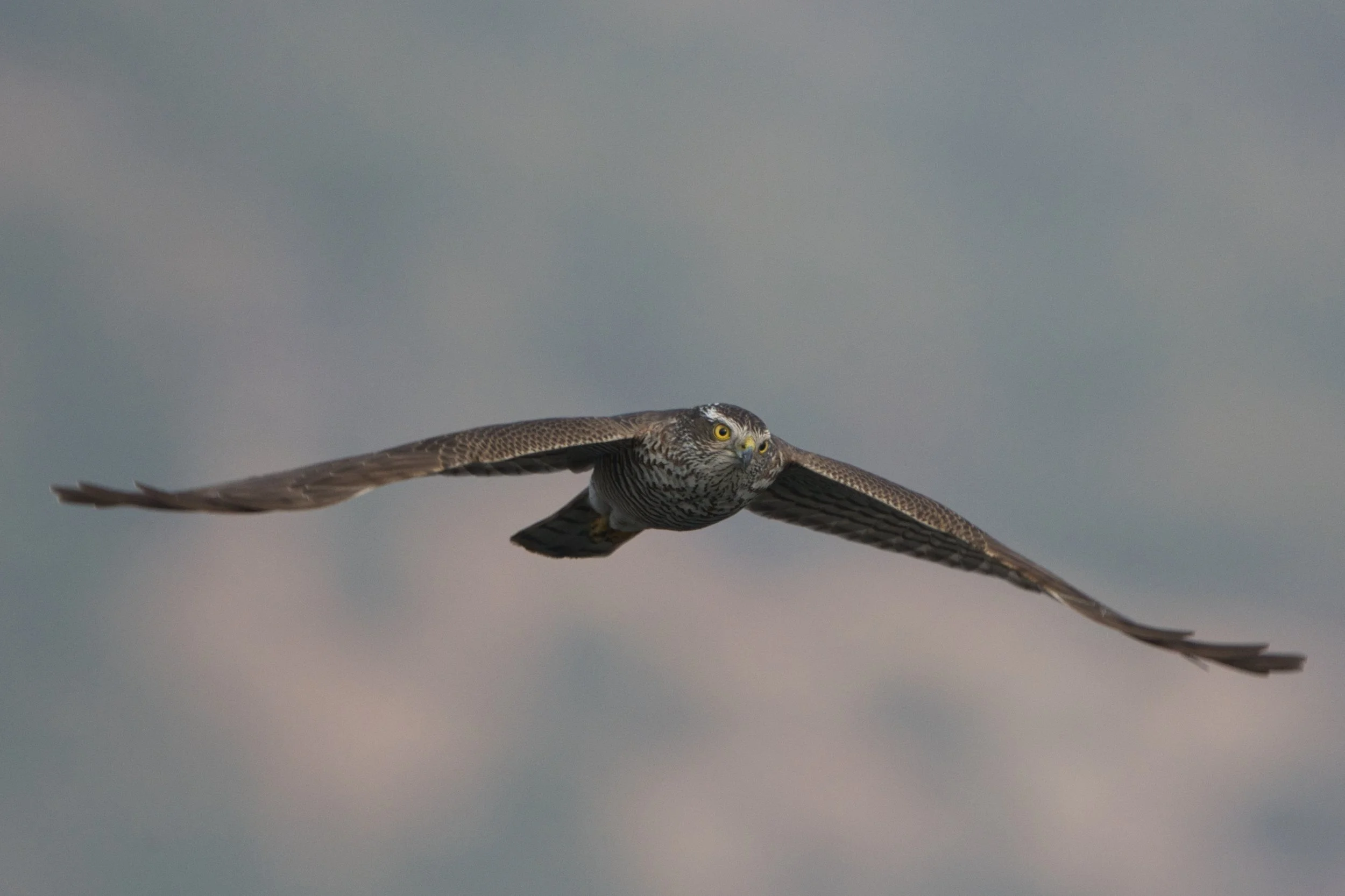 Eurasian sparrowhawk (Accipiter nisus)