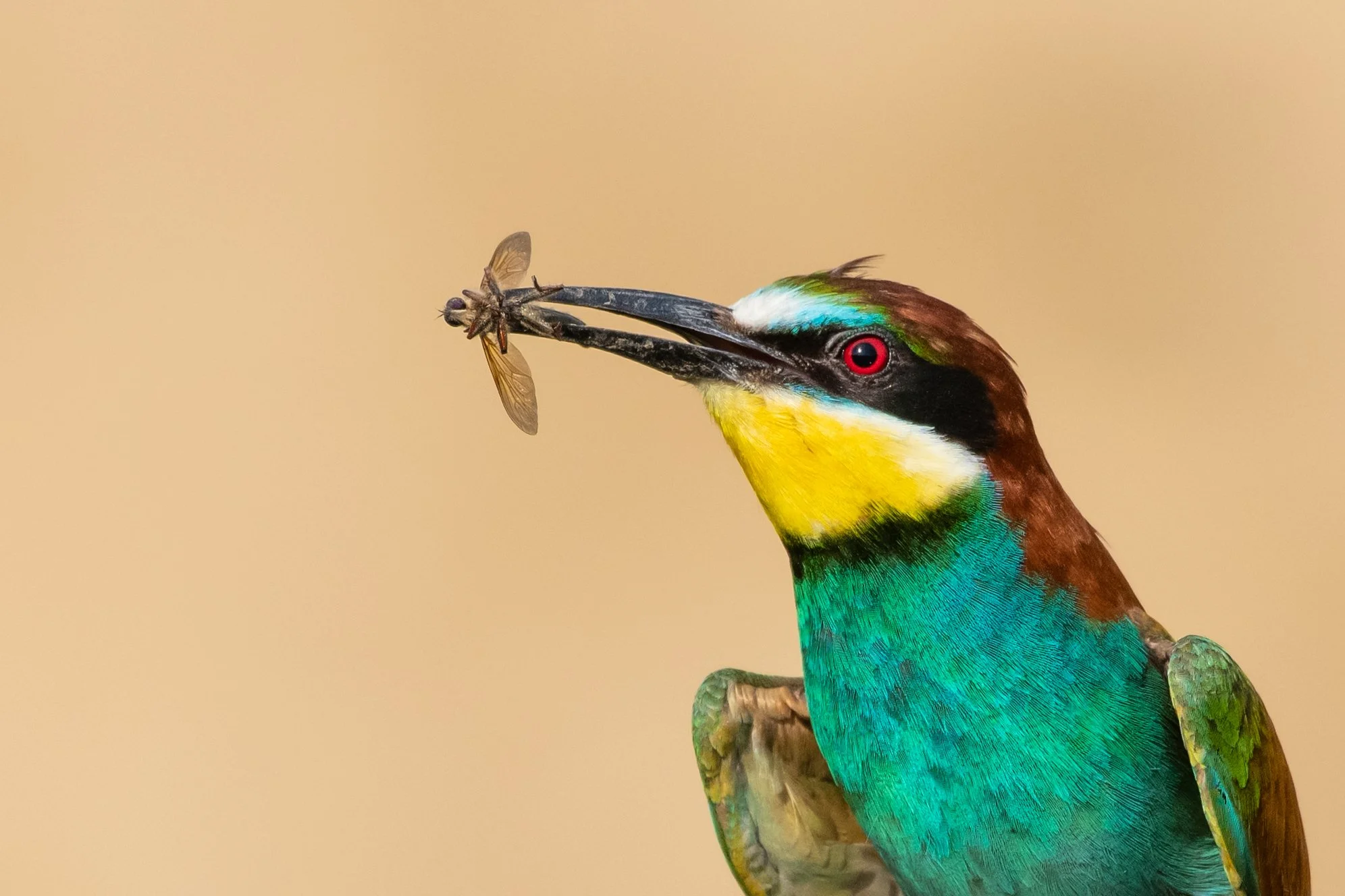 European Bee-eater - Romania Wildlife