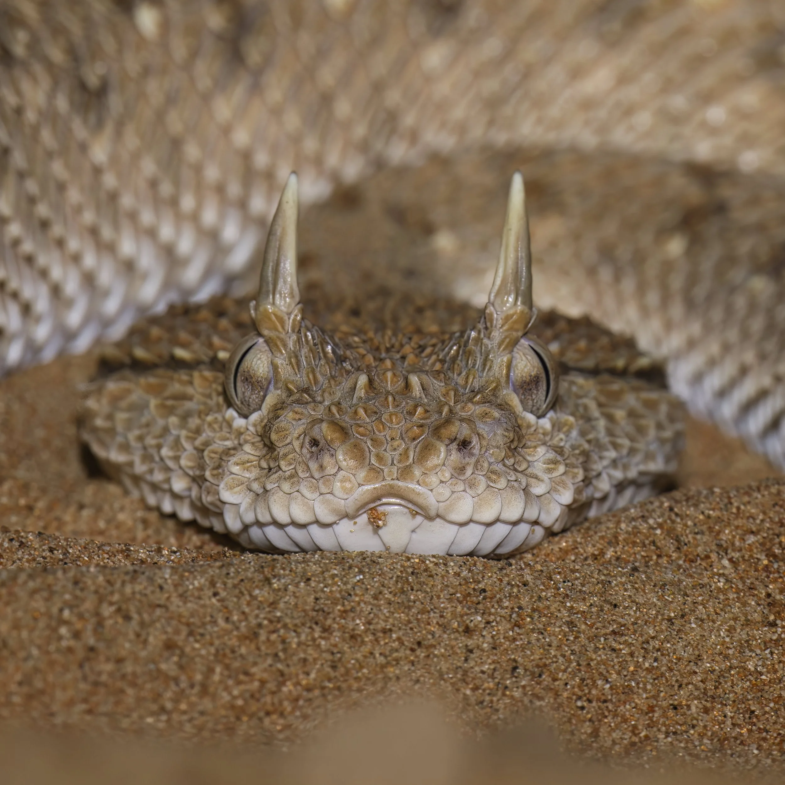 Wildlife Photography UAE