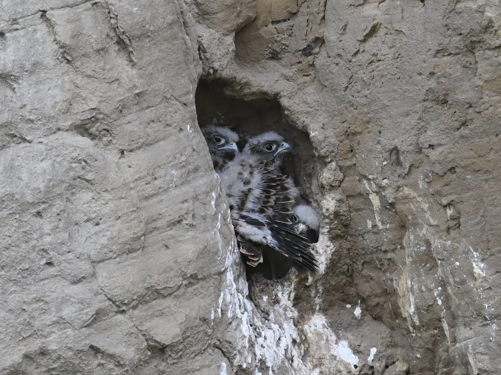 Eurasian Kestrel — best of the story