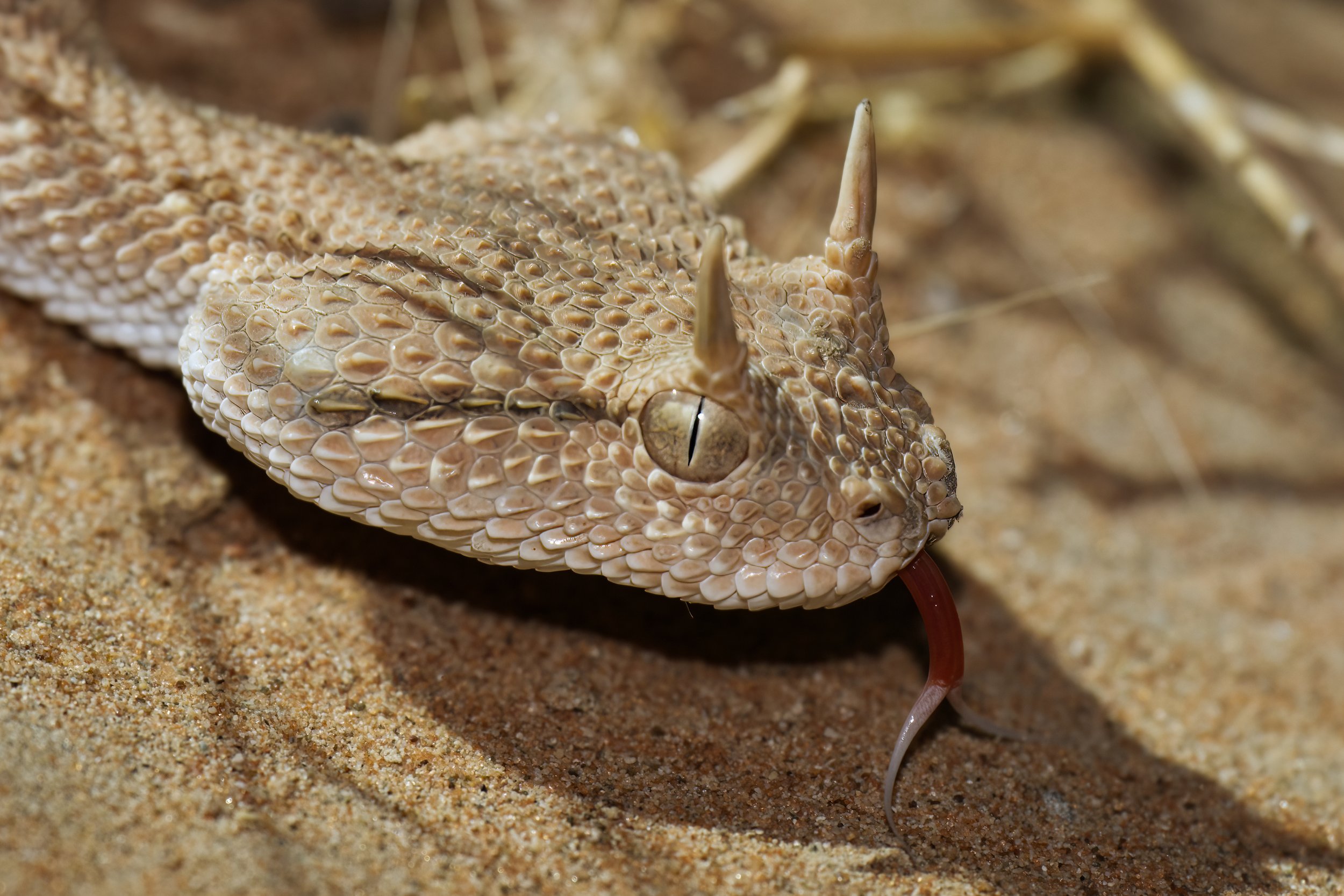 Arabian Horned Viper_Z090564.jpeg