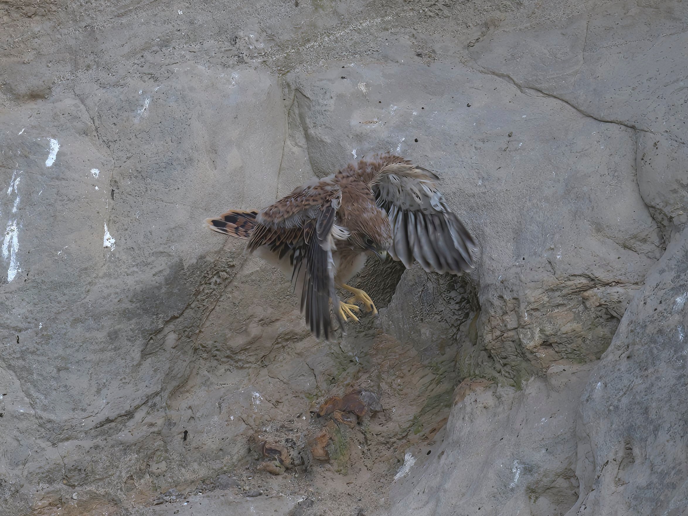 Birds of prey fledging