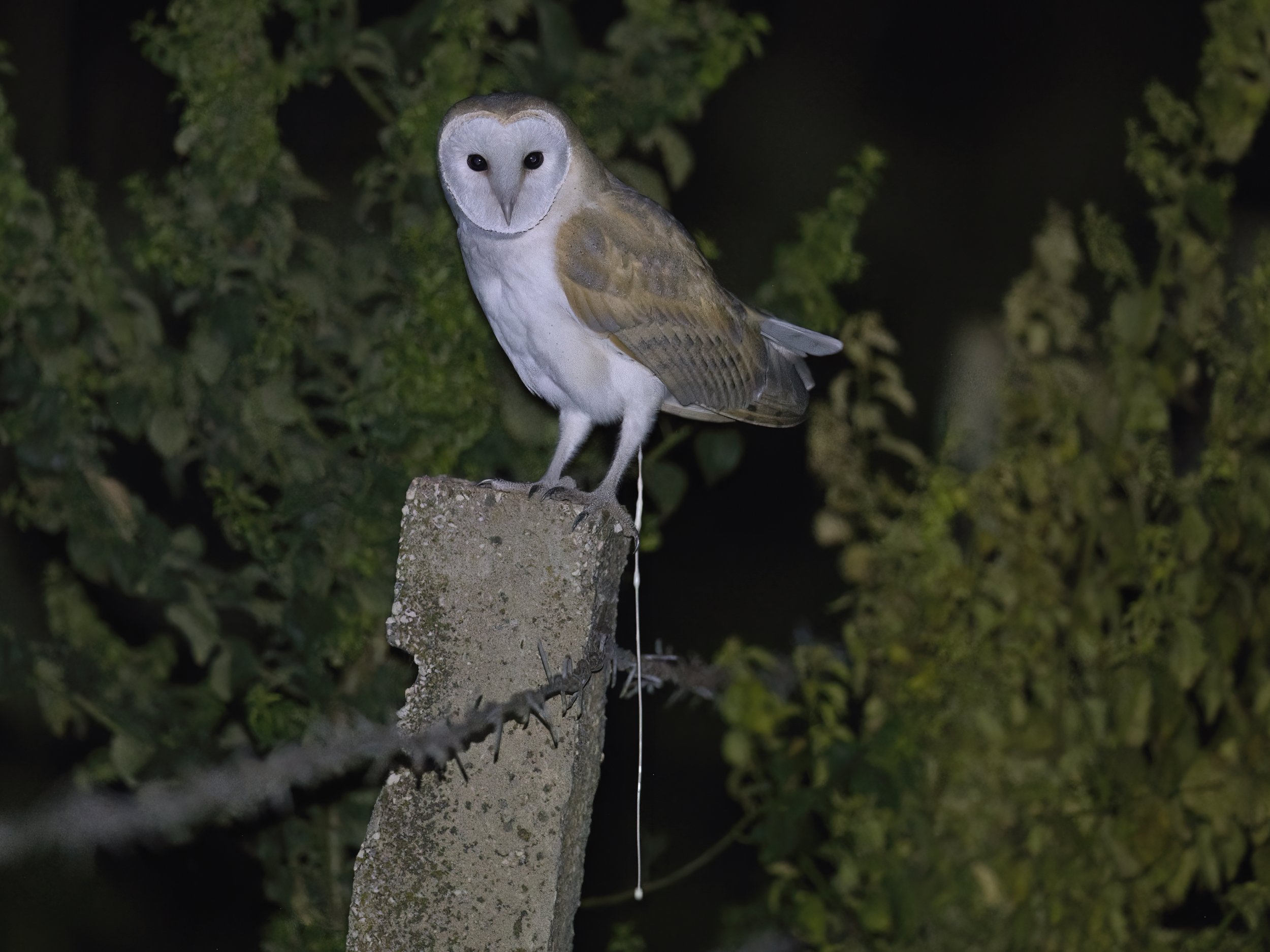 Barn Owl (Tyto alba)