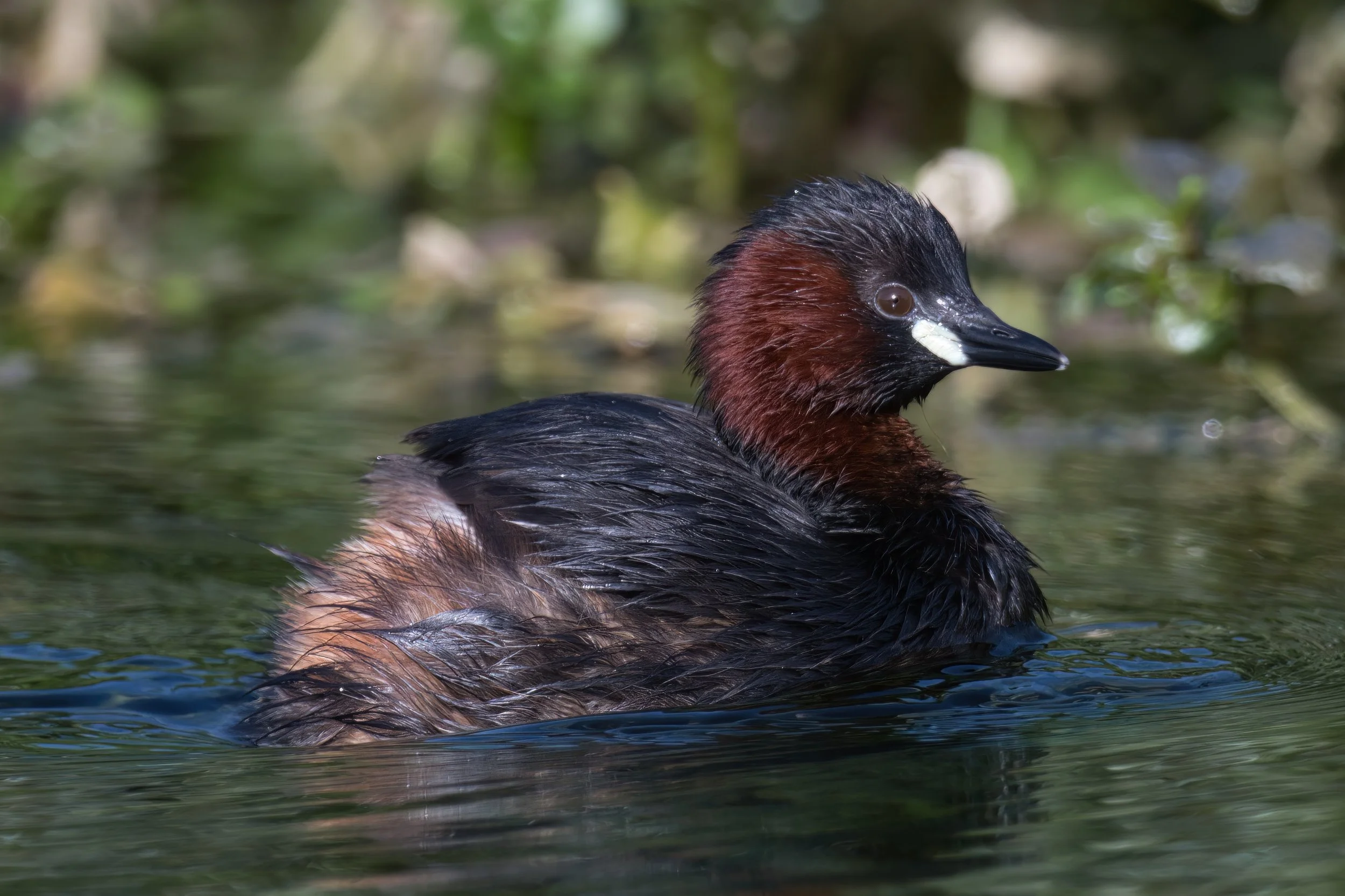 Little Grebe D54_0501.jpeg