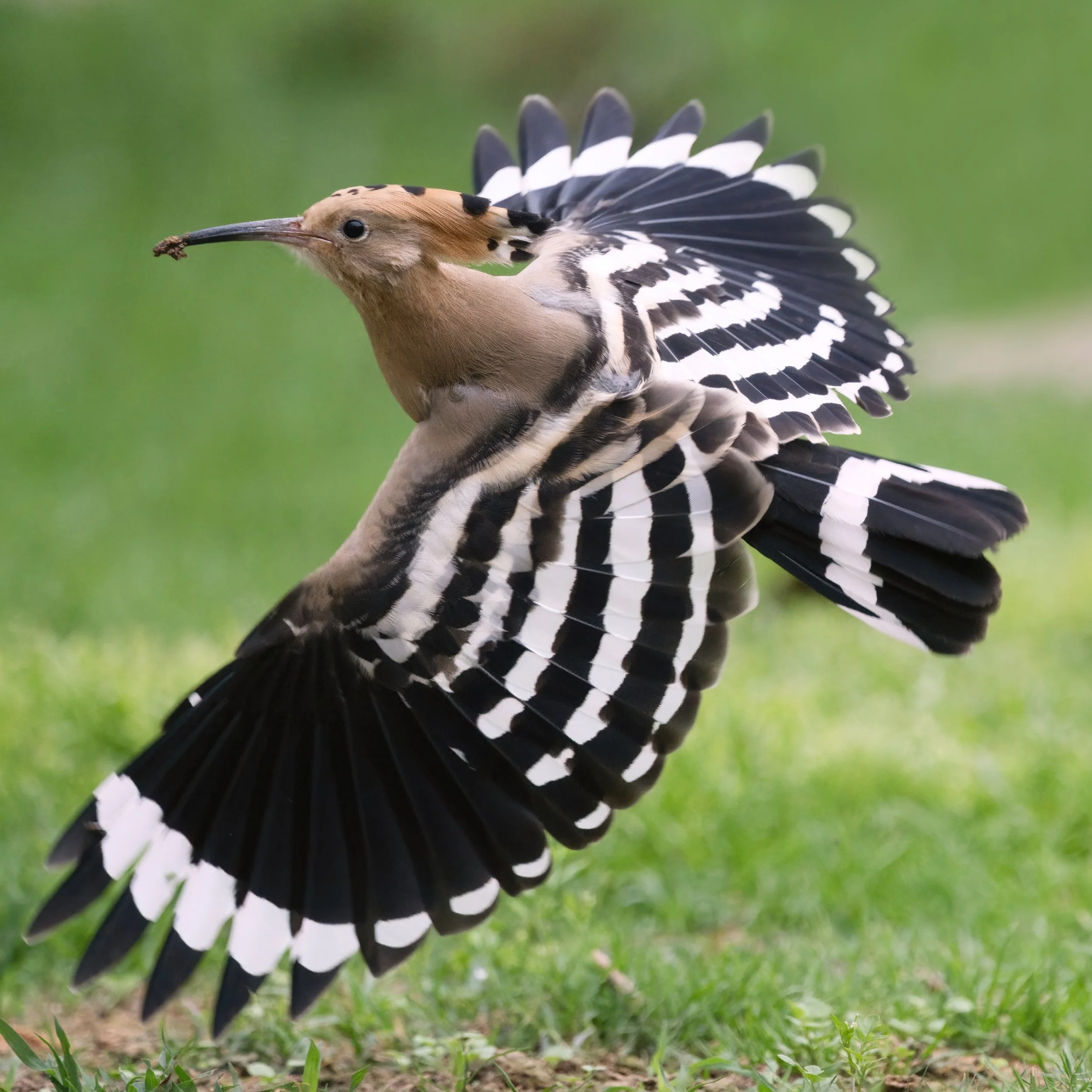 Eurasian Hoopoe (هدهد أوراسي)