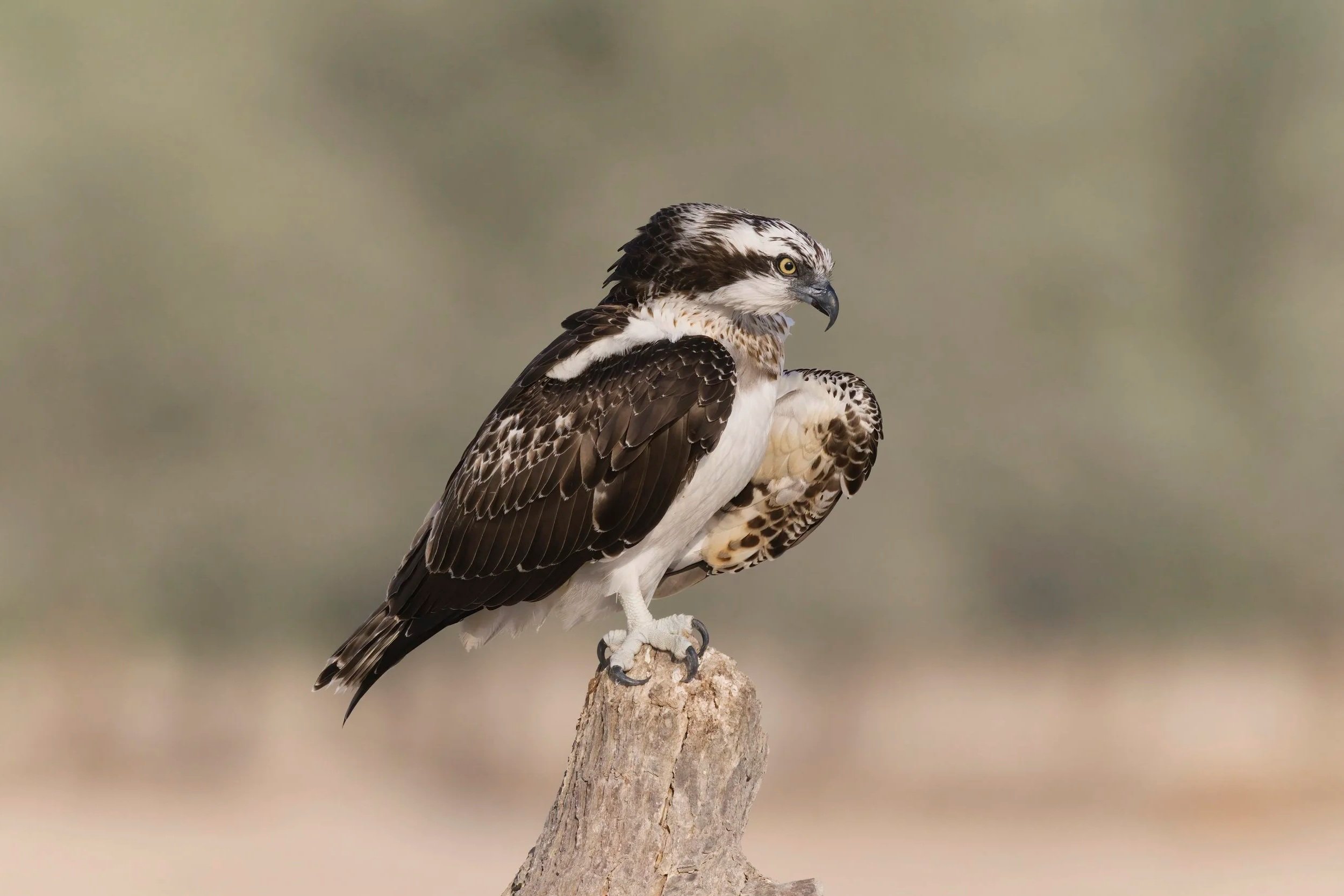 Birds Photo Gallery