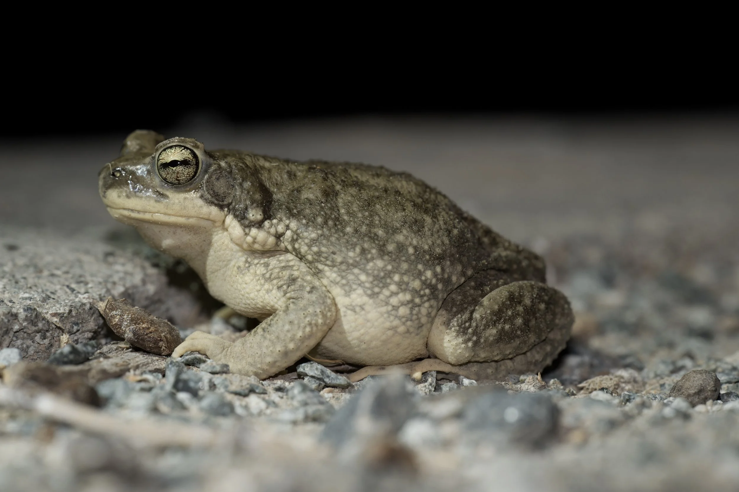 Dhofar Toad_Z091526.jpeg
