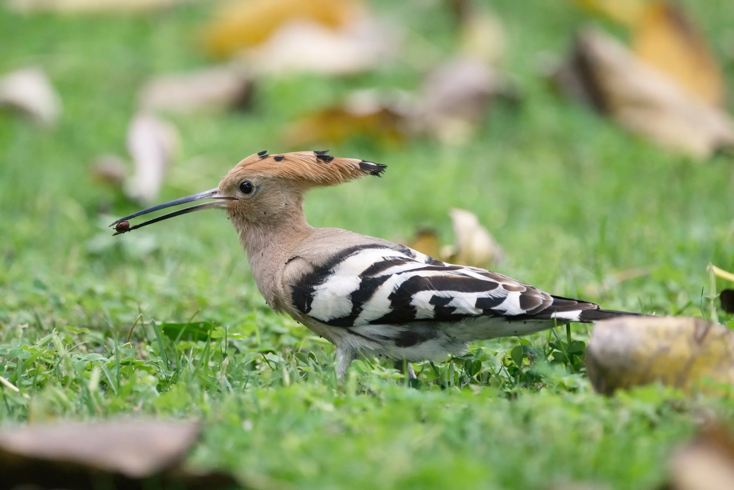 Eurasian Hoopoe (هدهد أوراسي)