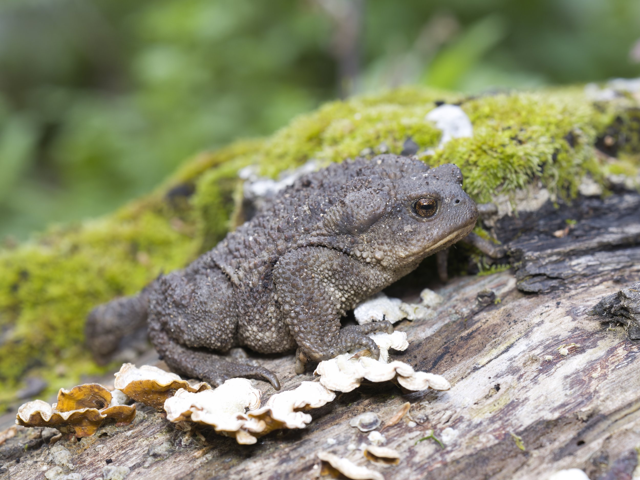 Toads Lebanon