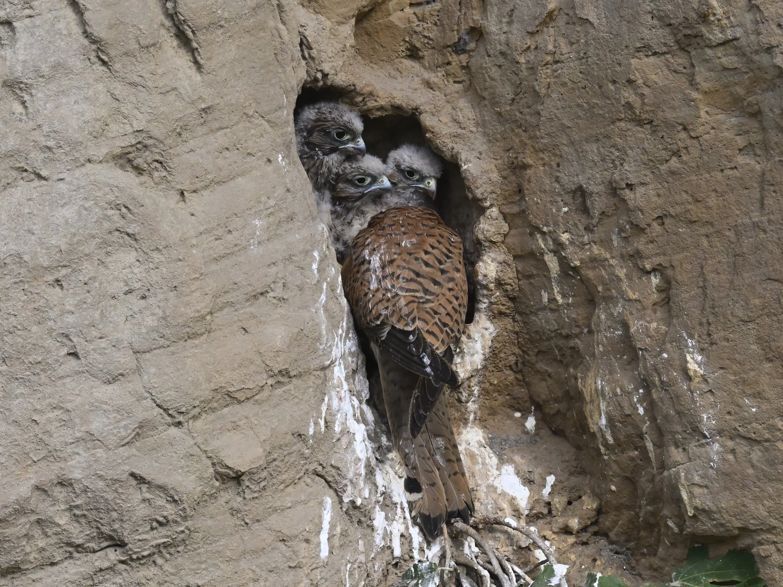 Eurasian Kestrel chick in nest cavity