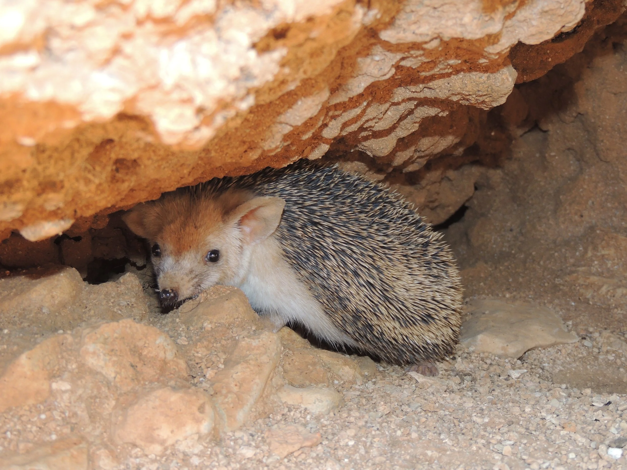 Photo Credit: Rami Khashab