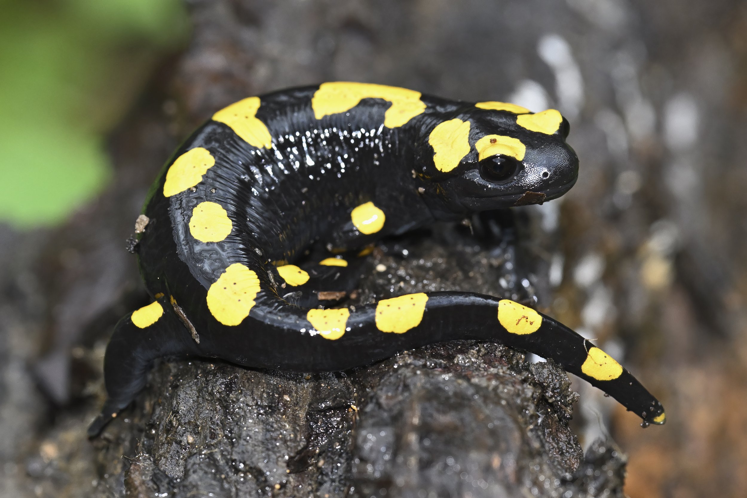 Near Eastern Fire Salamander (Salamandra infraimmaculata) Lebanon