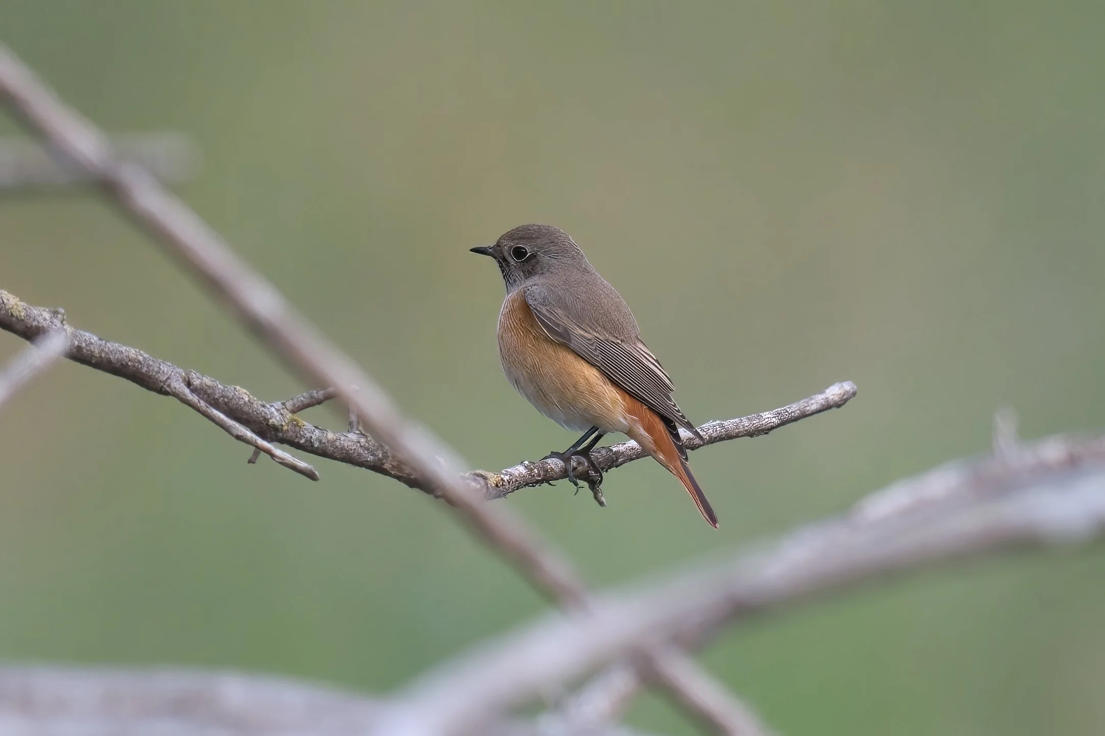 Common Red Start D54_5407.jpeg