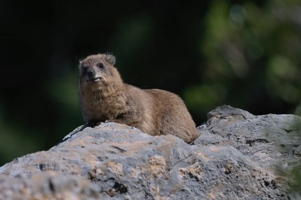 Wildlife lebanon