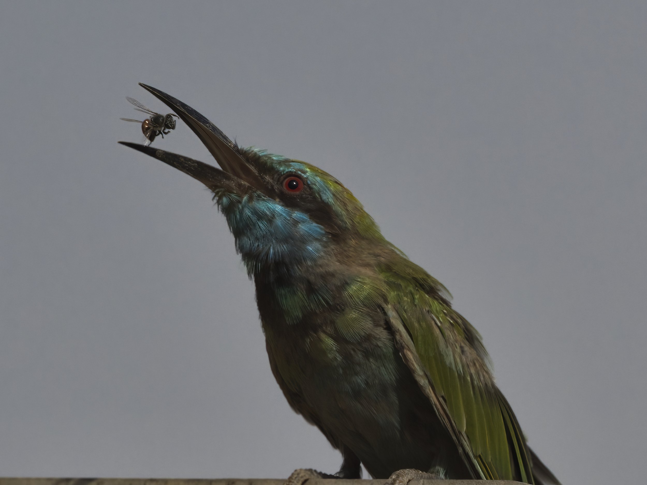 wildlife UAE
