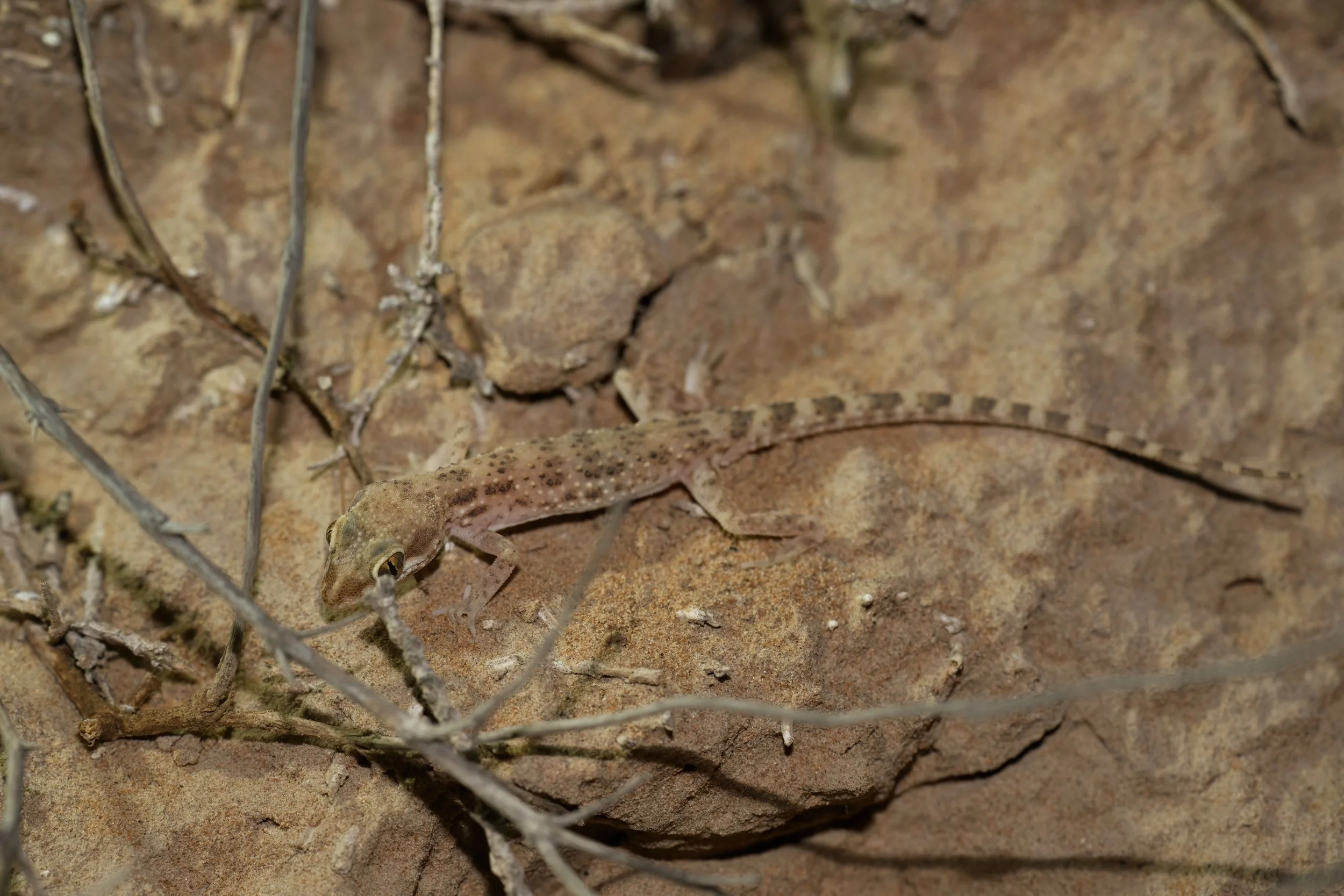 Baluch Ground Gecko | الوزغ الأرضي البلوشي | Bunopus tuberculatus