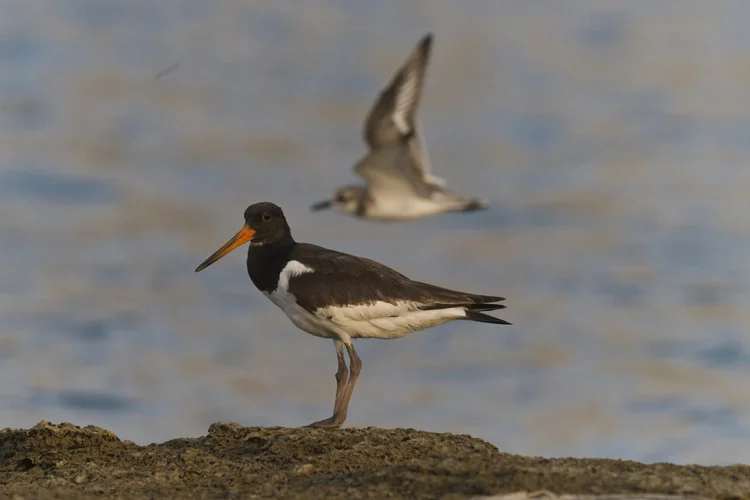 Eurasian Oystercatcher, UAE