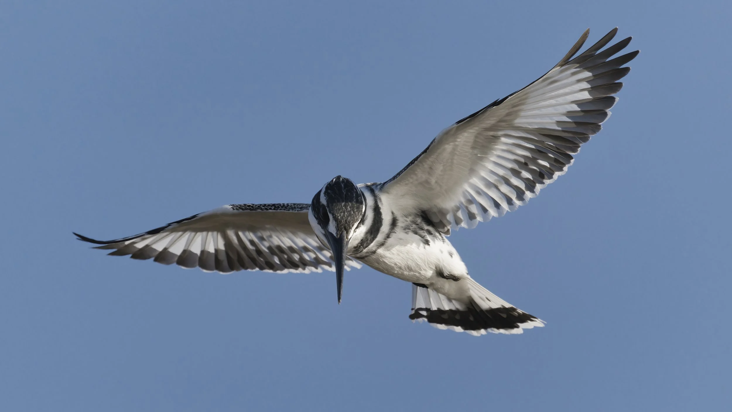 Birds watching Guide UAE