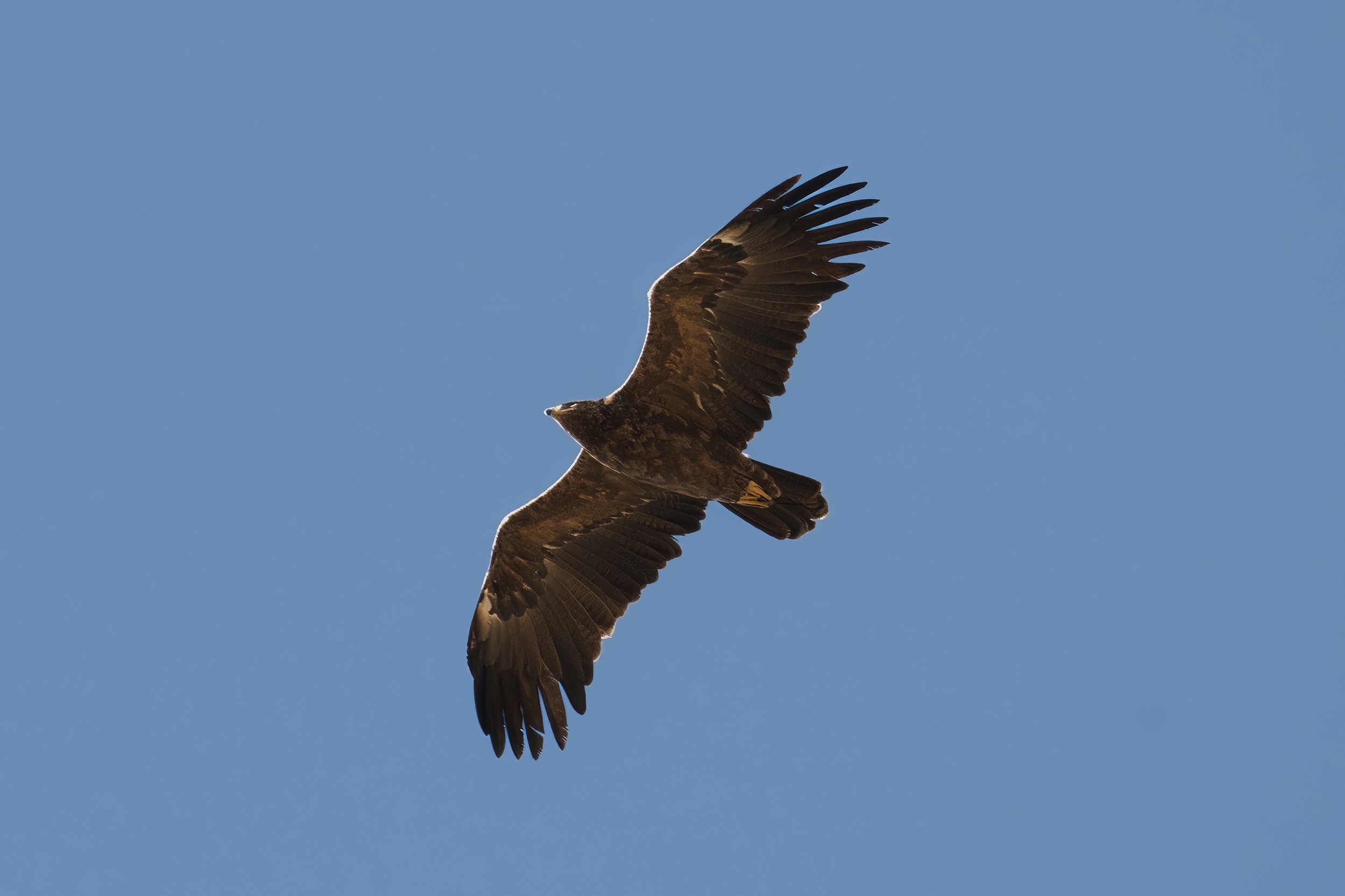Birds migration lebanon