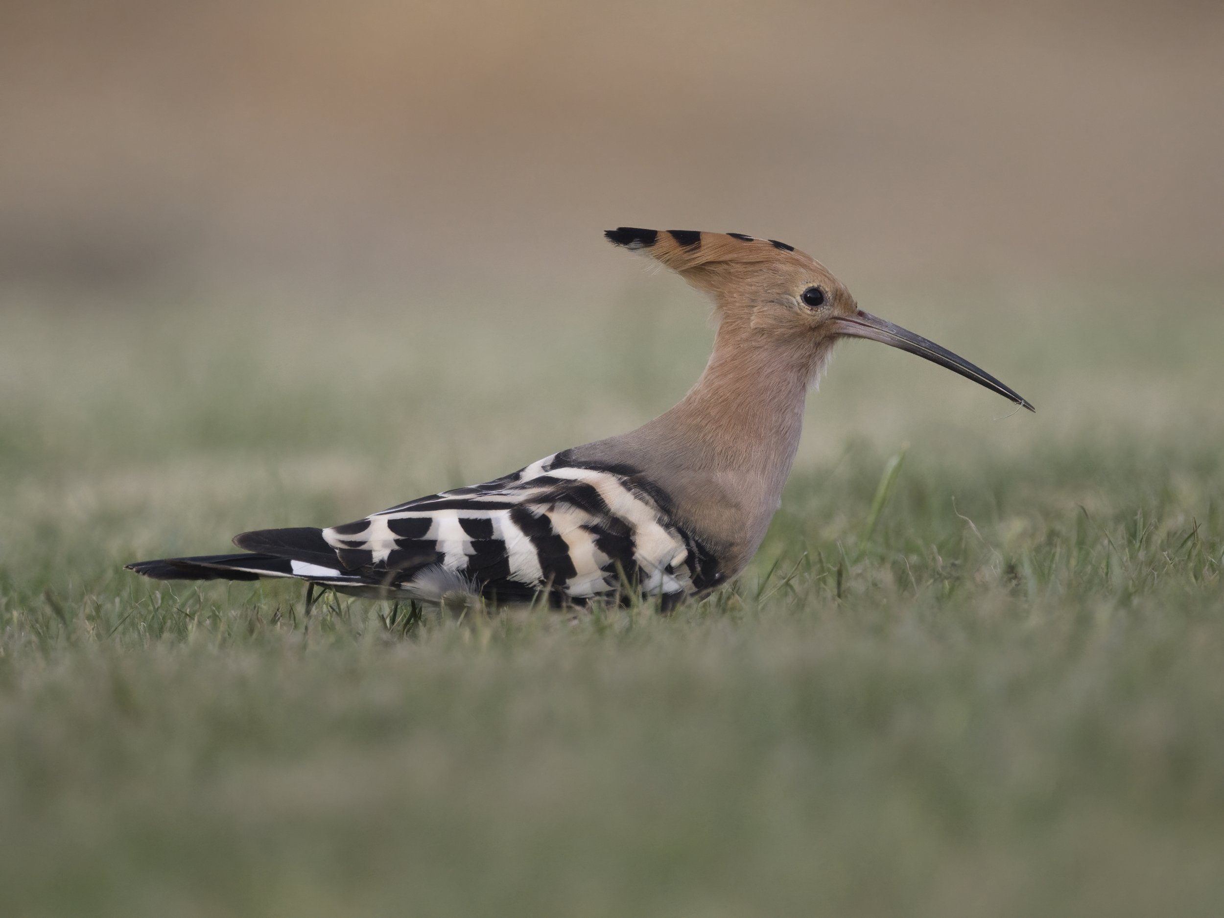 Hoopoe United Arab Emirates