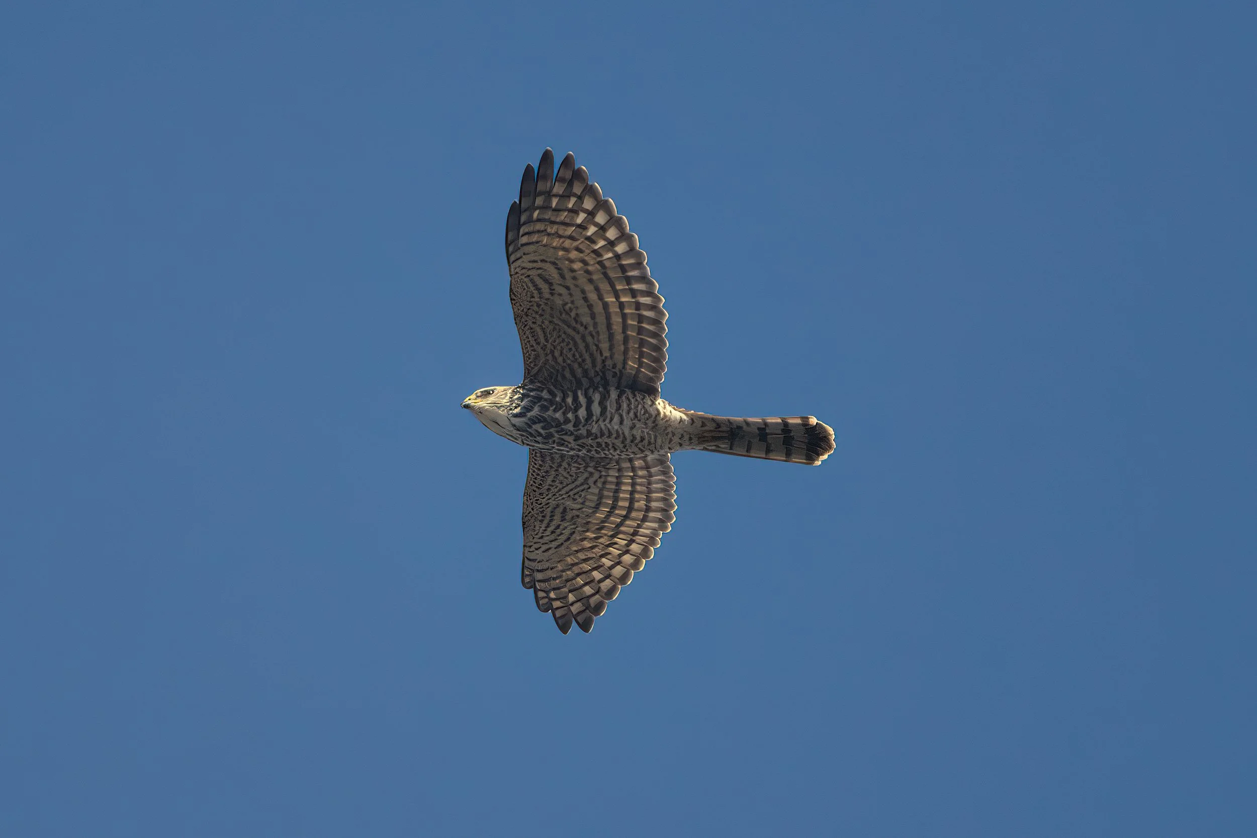 الباشق الأوراسي