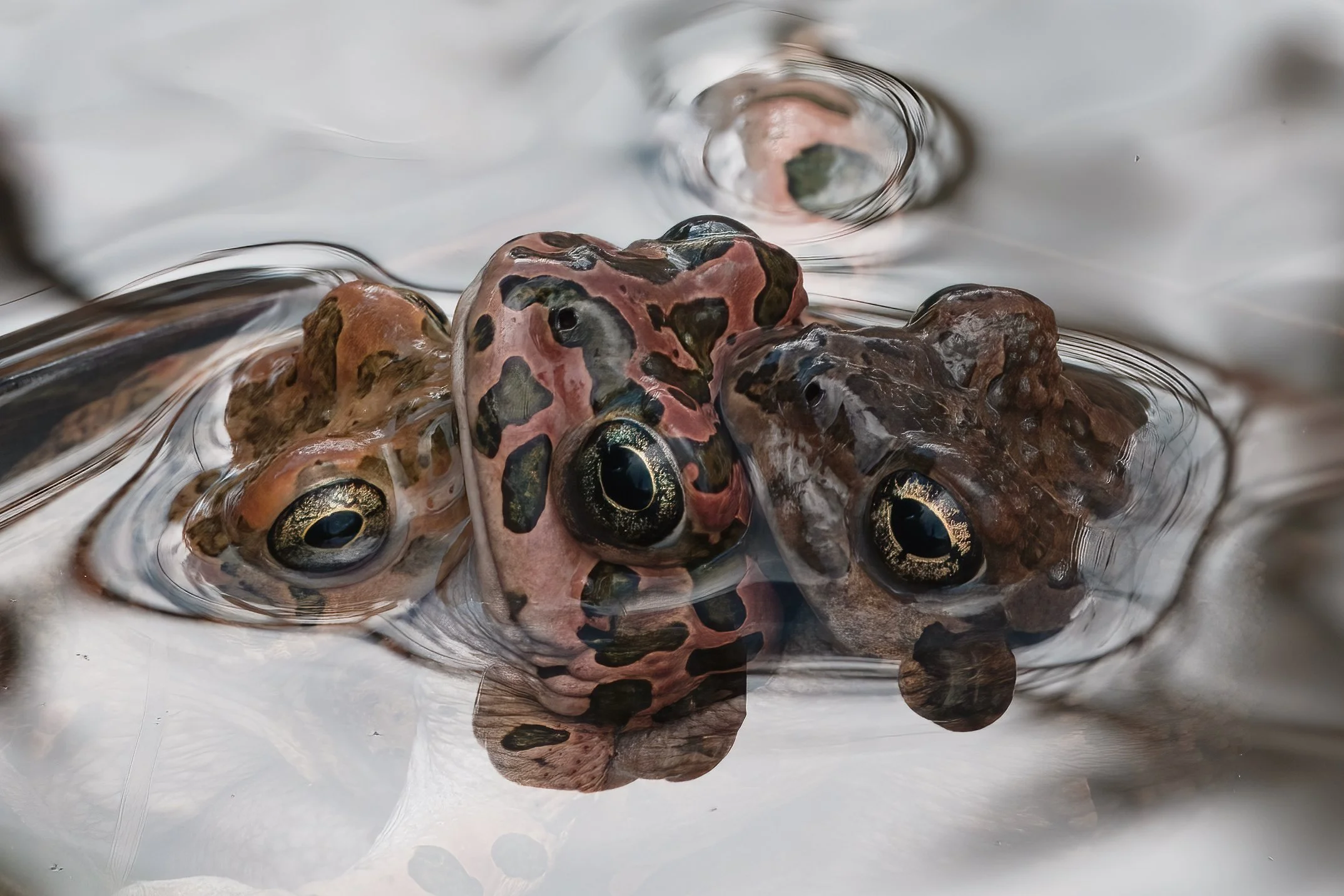 Variable Toad Herping lebanon