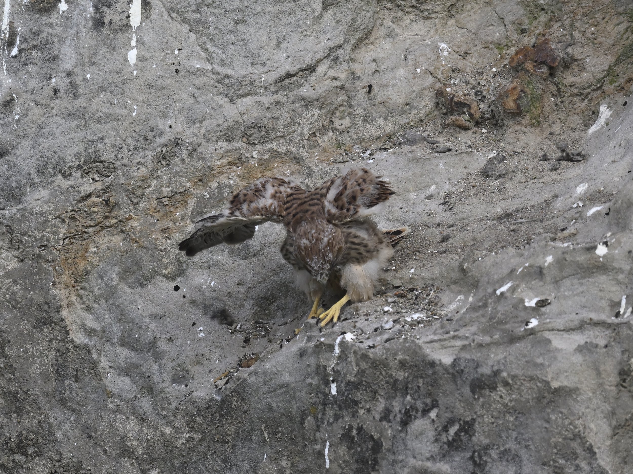 Birds of prey fledging