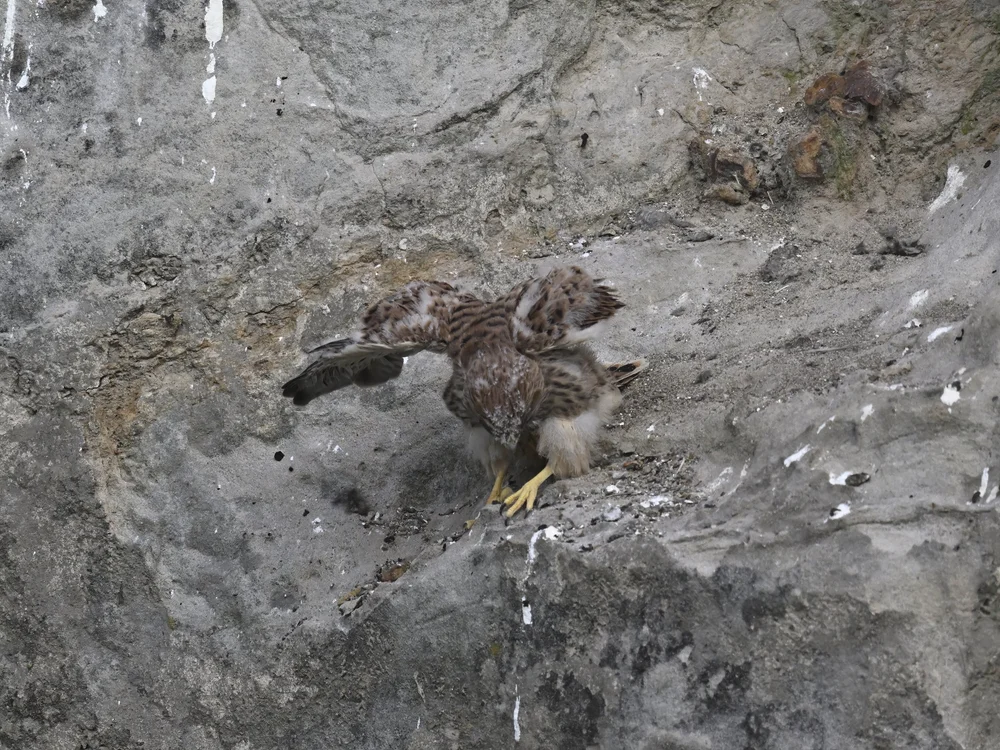 Eurasian Kestrel — Wings Testing