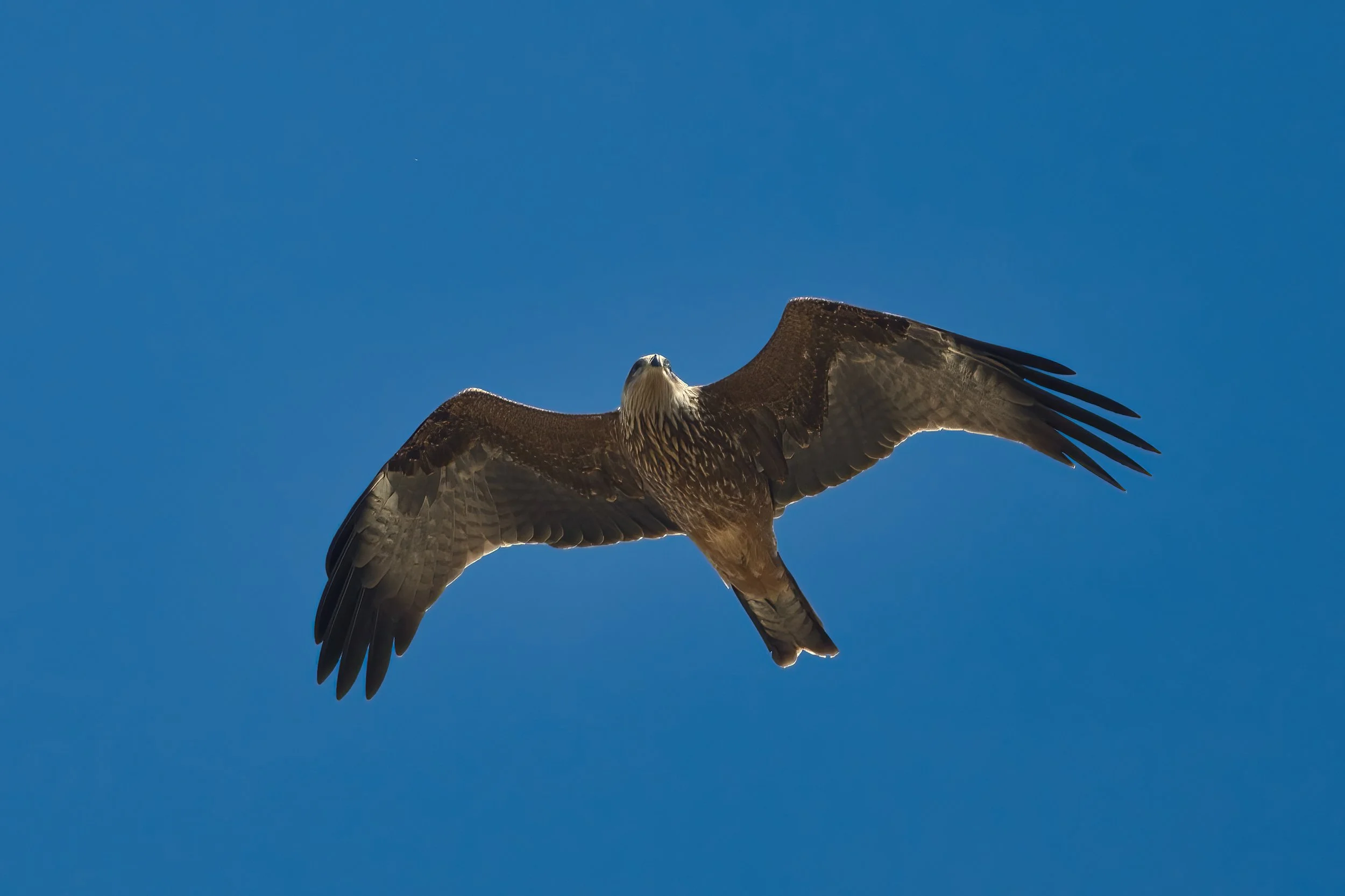 birds migration lebanon