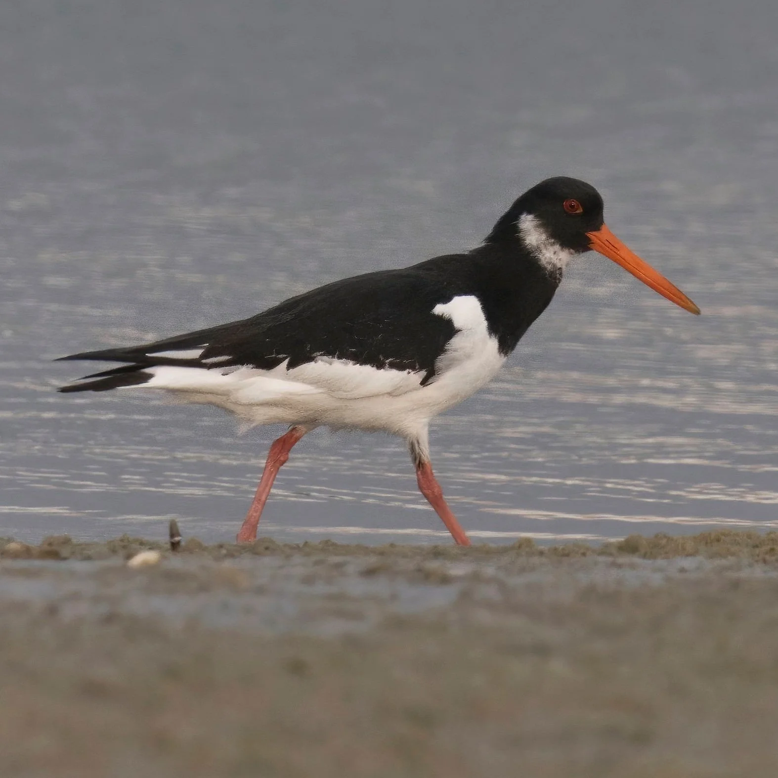 Eurasian Oystercatcher (Haematopus ostralegus)