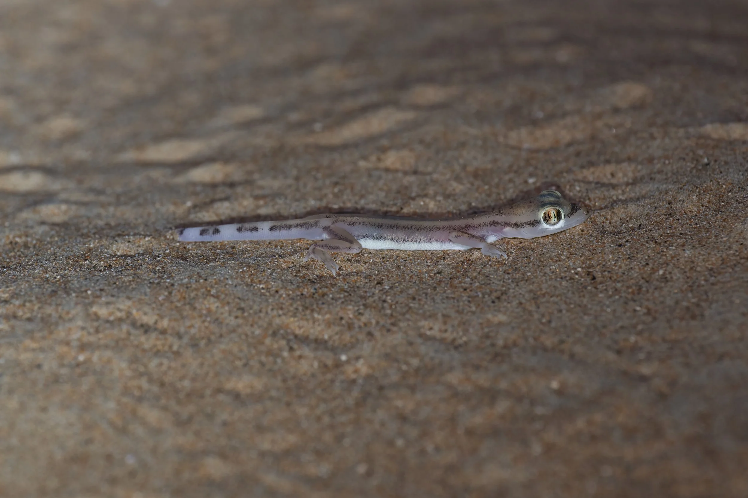 Arabian Web-footed Sand Gecko | وزغة الرمال العربية ذات الأقدام الغشائية | Trigonodactylus arabicus