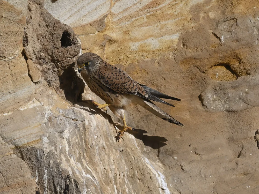 Eurasian Kestrel — best of the story