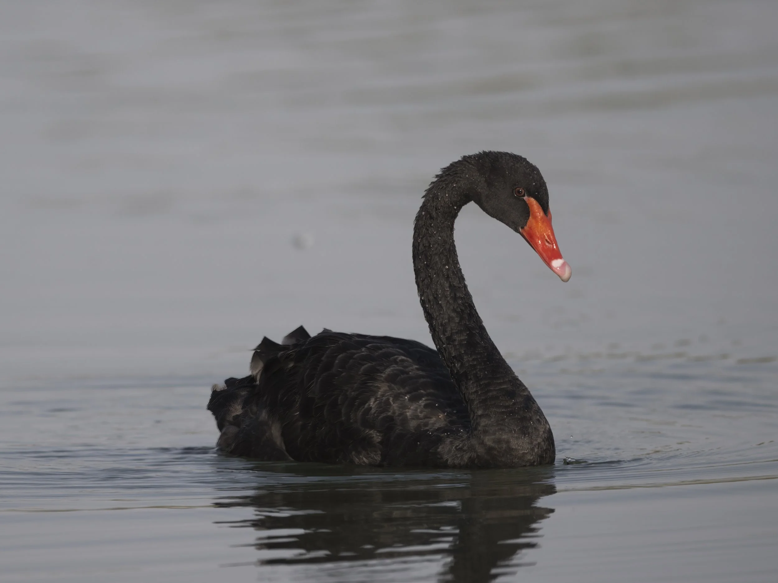 Black Swan (Cygnus atratus)