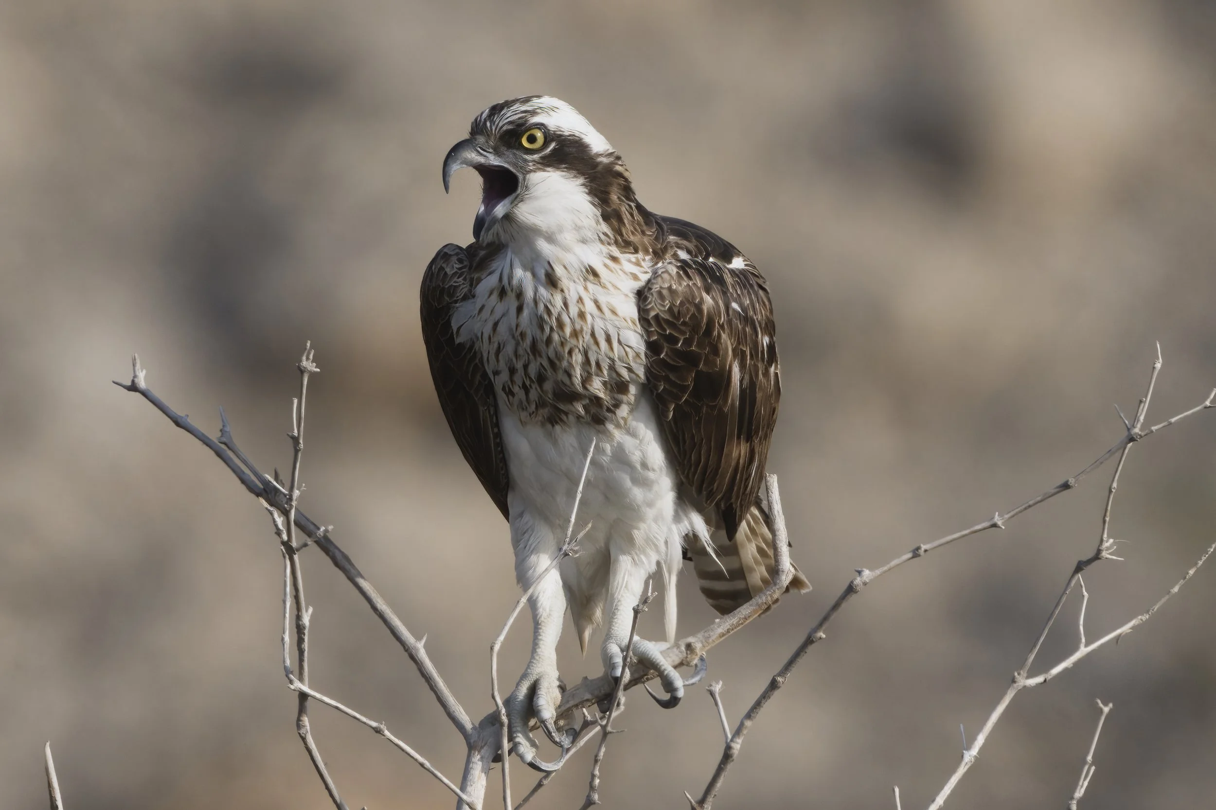 Birds watching trips UAE