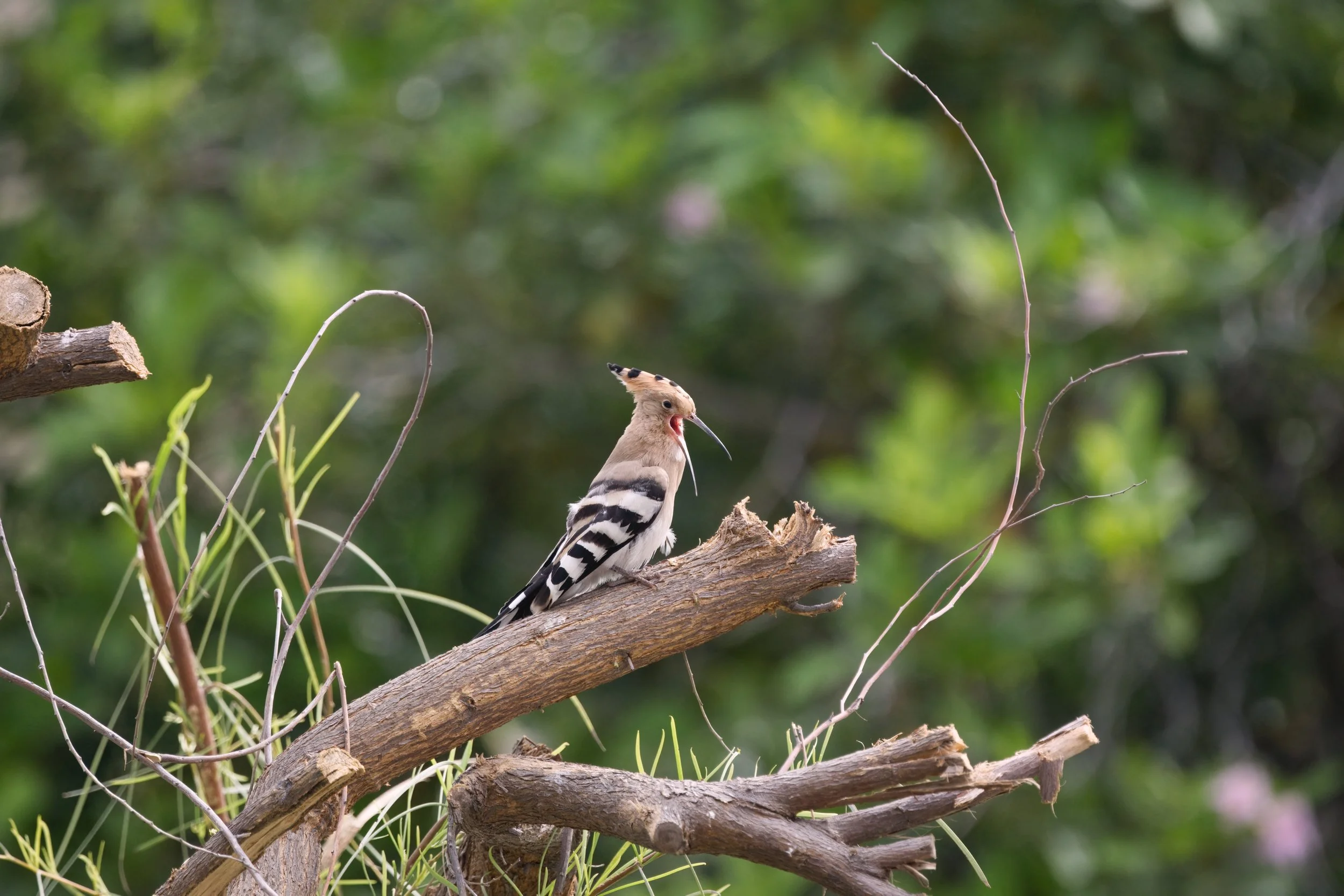 Eurasian Hoopoe (هدهد أوراسي)