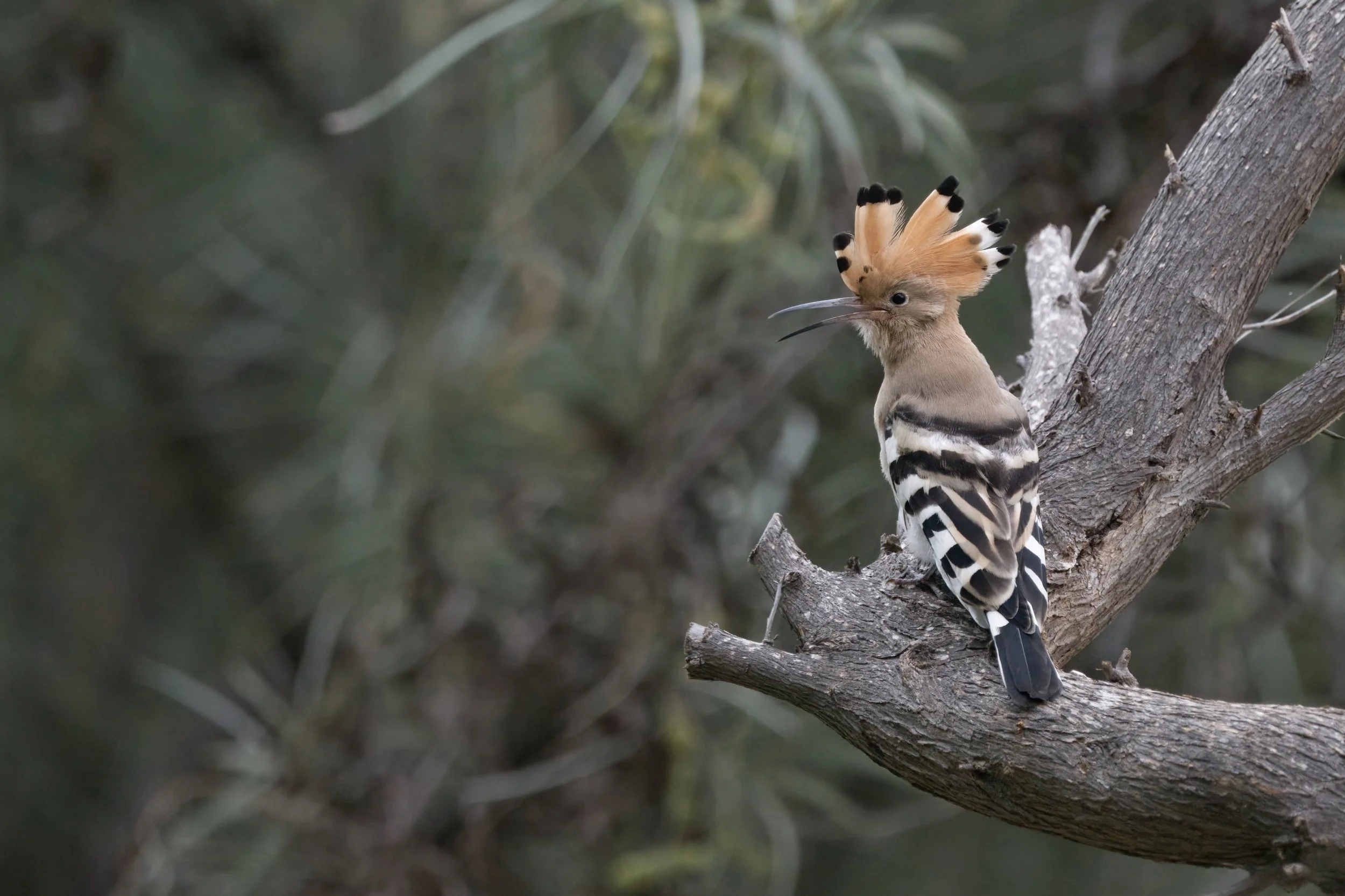 Eurasian Hoopoe (هدهد أوراسي)