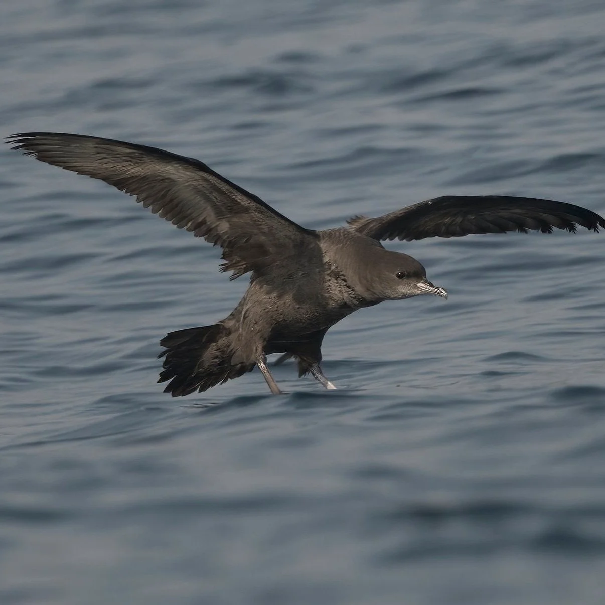 Short-tailed Shearwater \ Ardenna tenuirostris