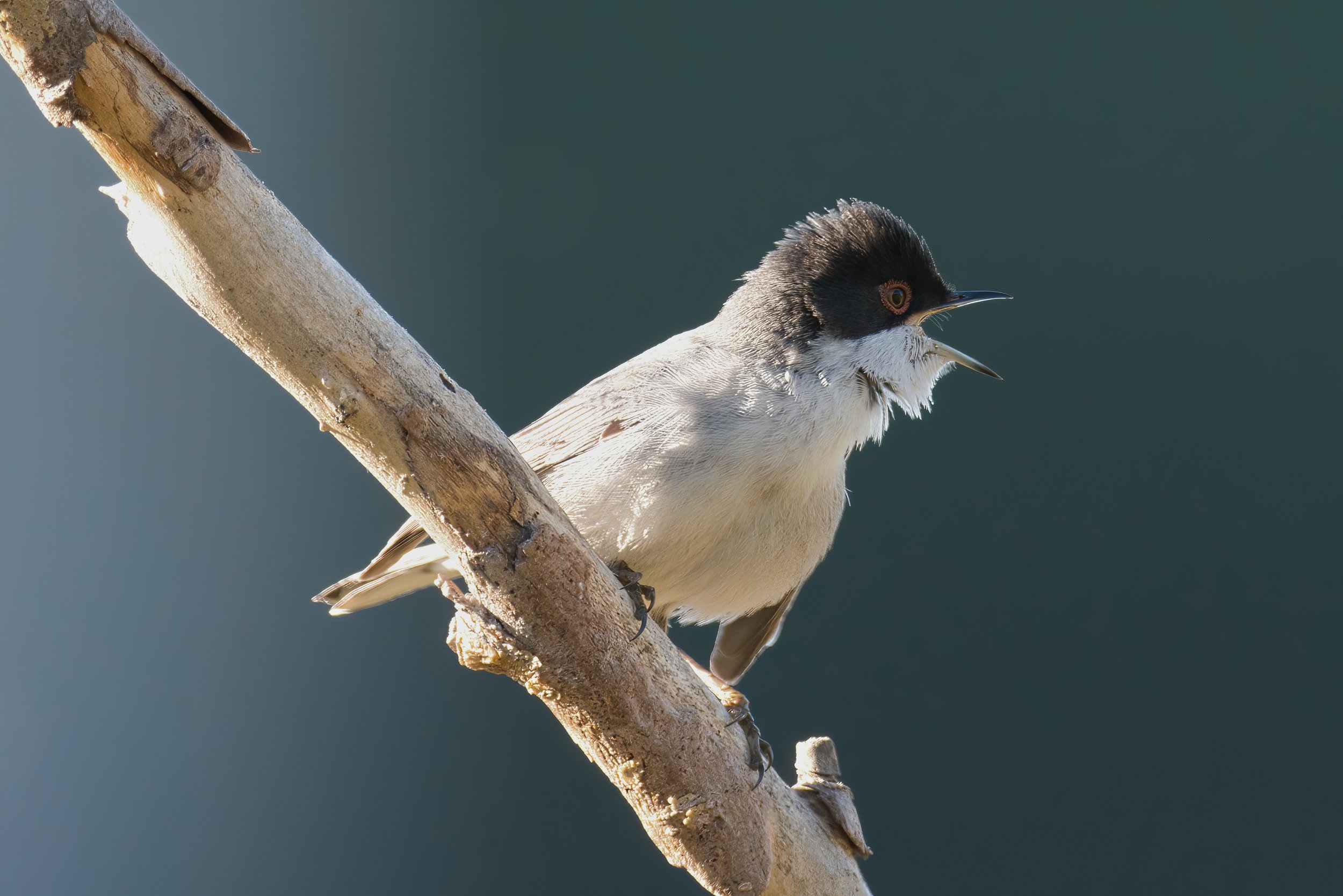 Sardinian Warbler D54_4765.jpeg