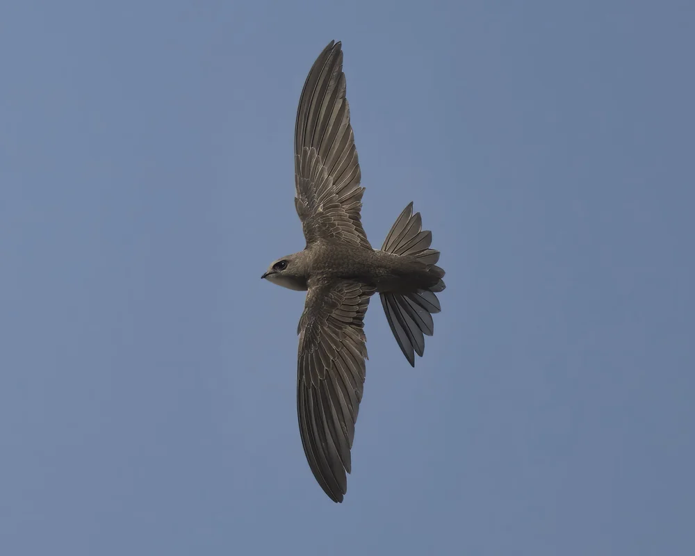 Pallid Swift in flight, UAE