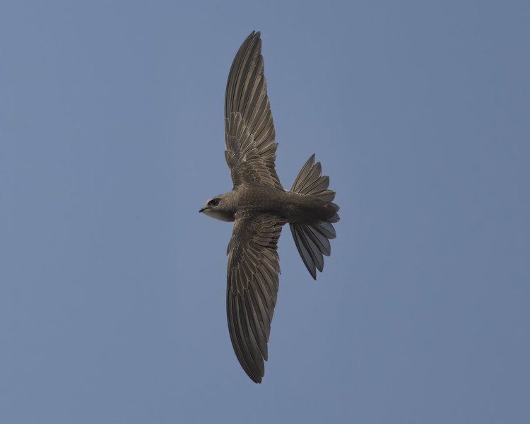 Pallid Swift, UAE